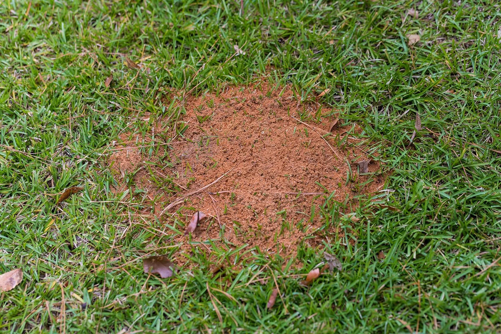 Imported red fire ants in a yard.