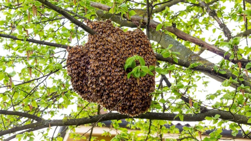 Bee Swarm. Usually resting and will leave in 24 hours or less.