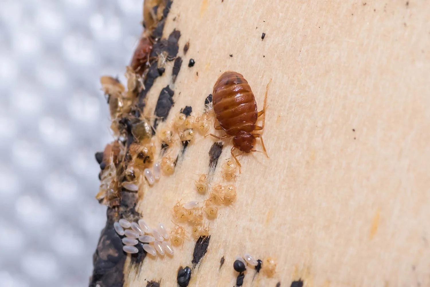 Bed bugs with blood feeding staining.