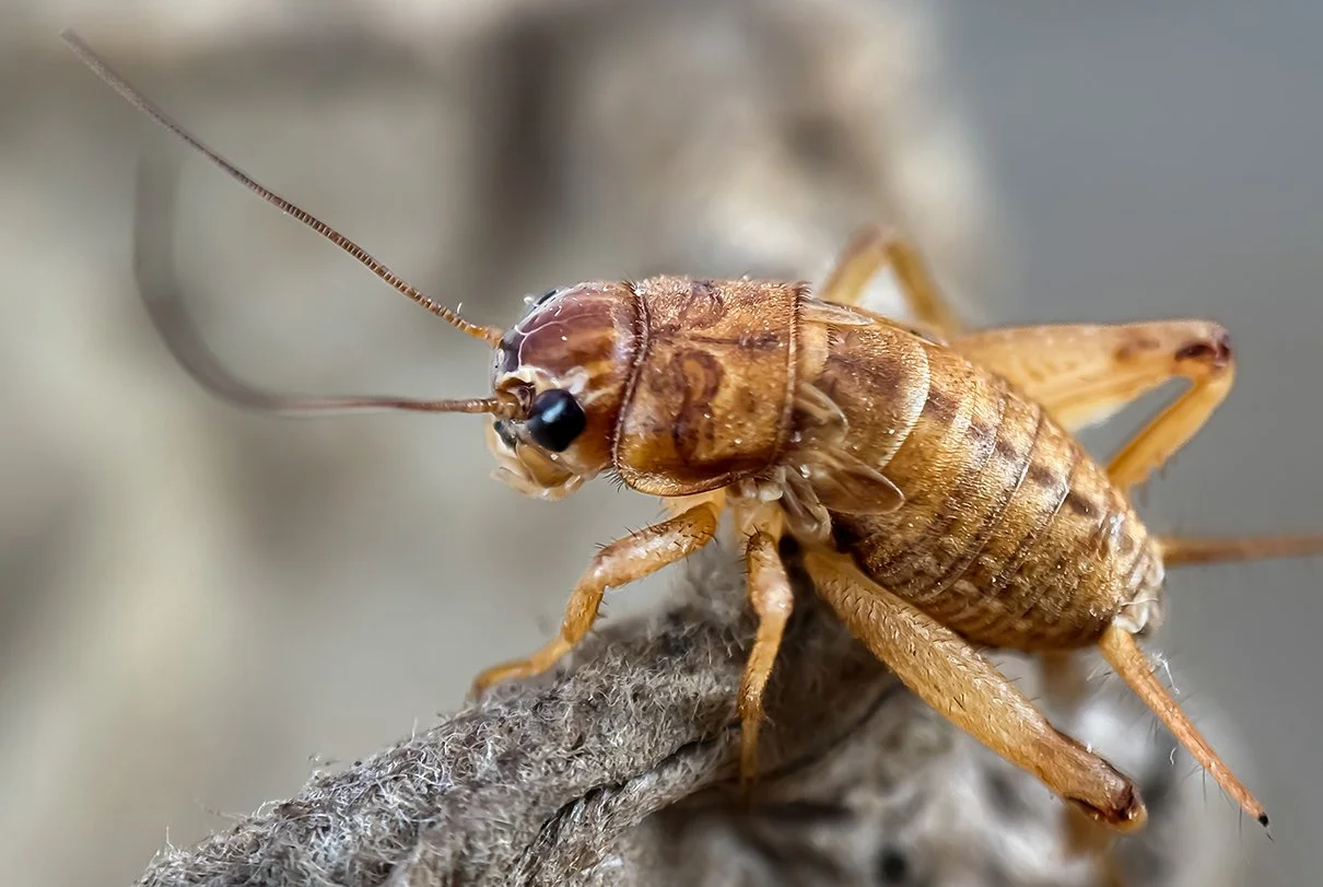 Close up of a house cricket.