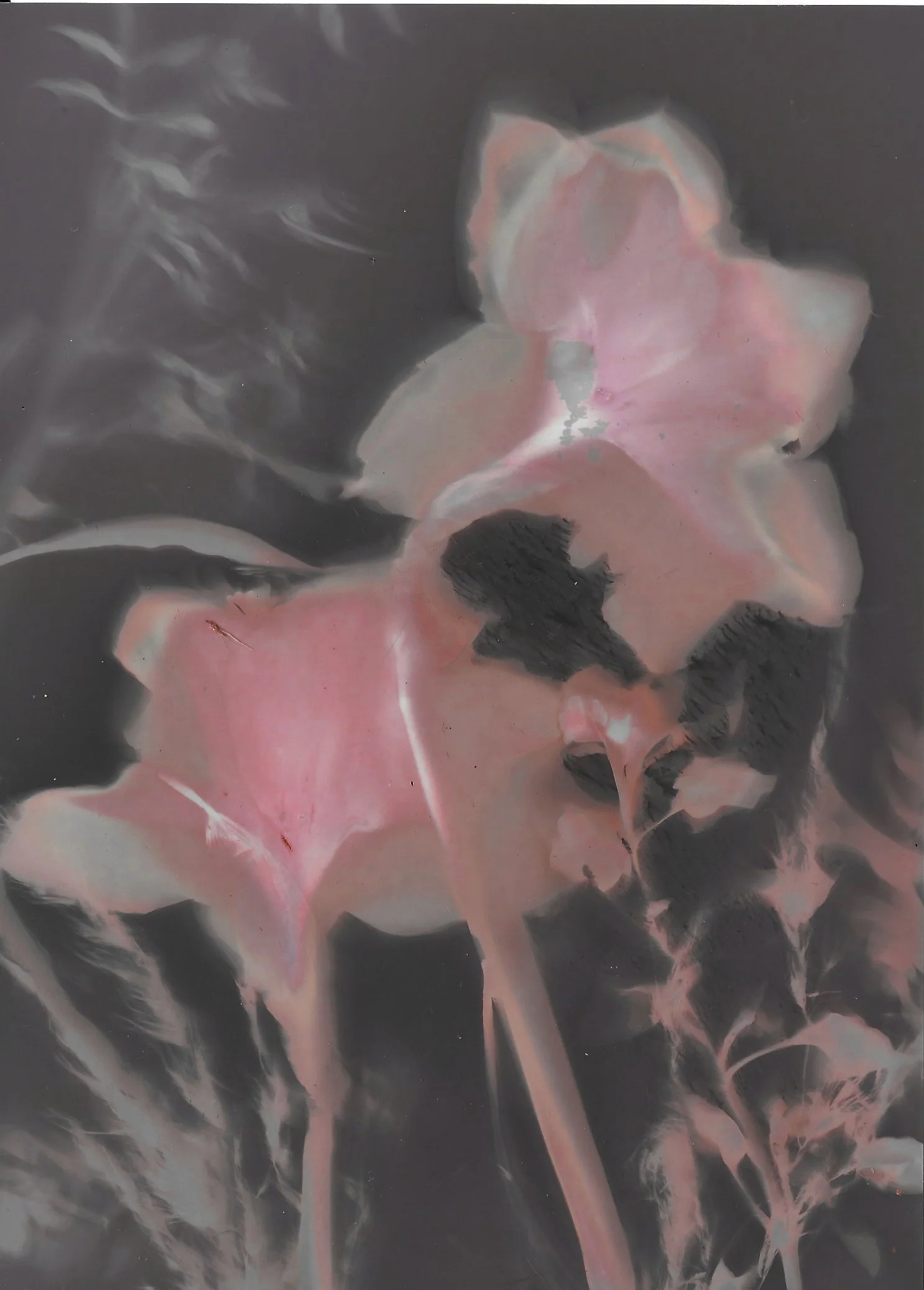 lumen3 daffodils 2.jpg