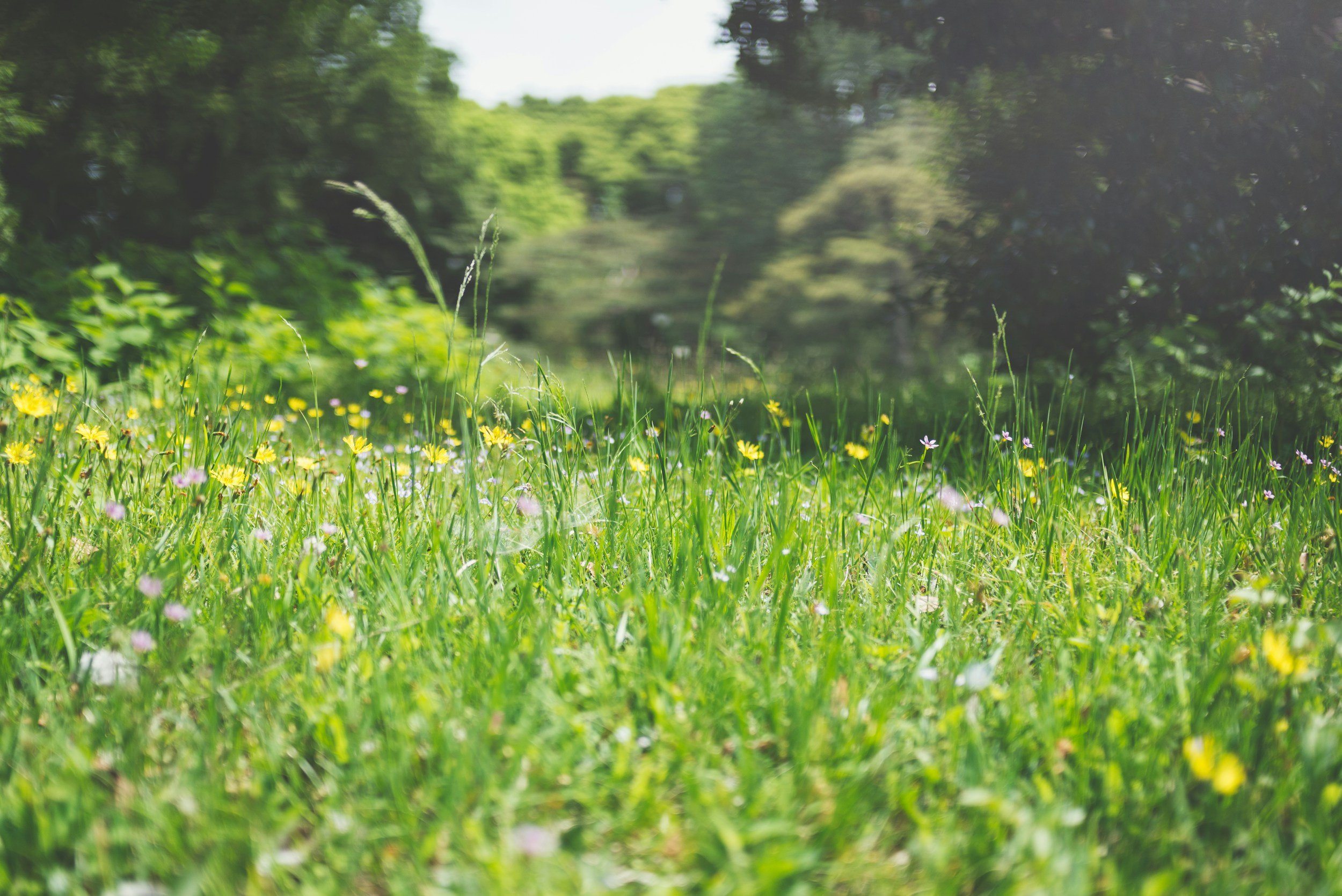 A lush green meadow with yellow and purple wildflowers, surrounded by trees in the background on a bright sunny day.