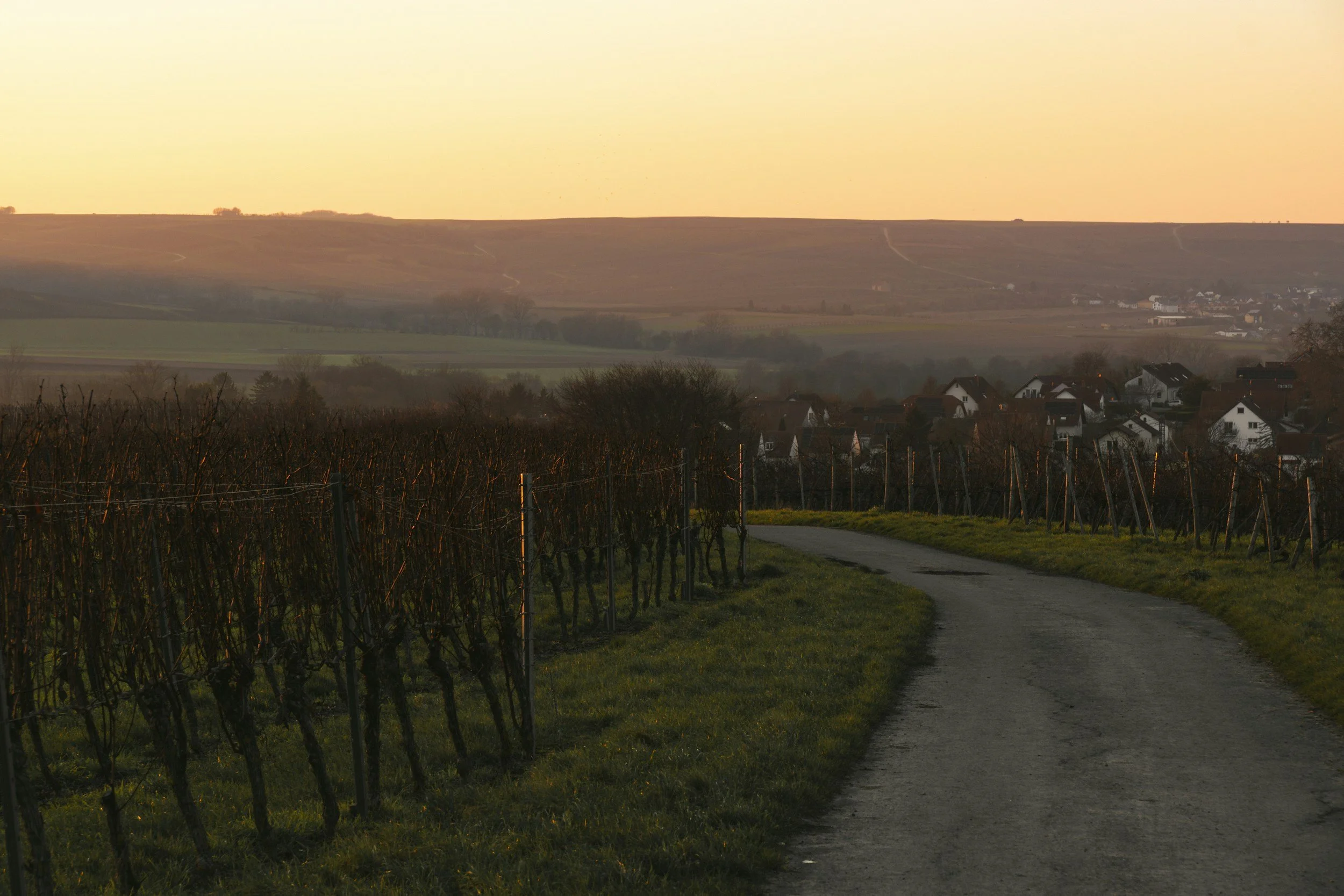 Country road along a vineyard at golden hour