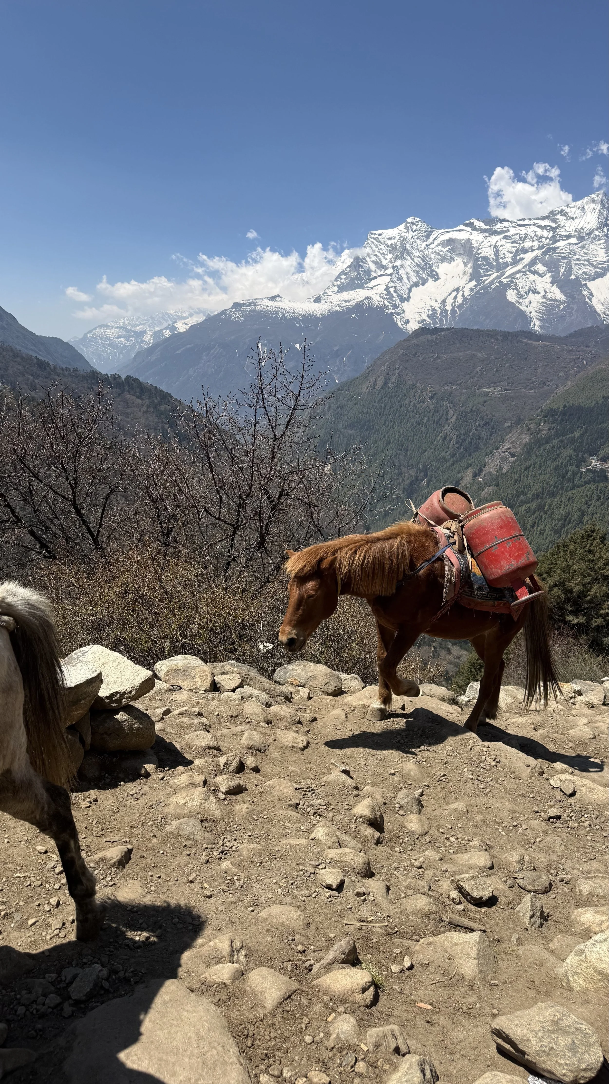 Day 7: Kyangjuma to Pangboche
