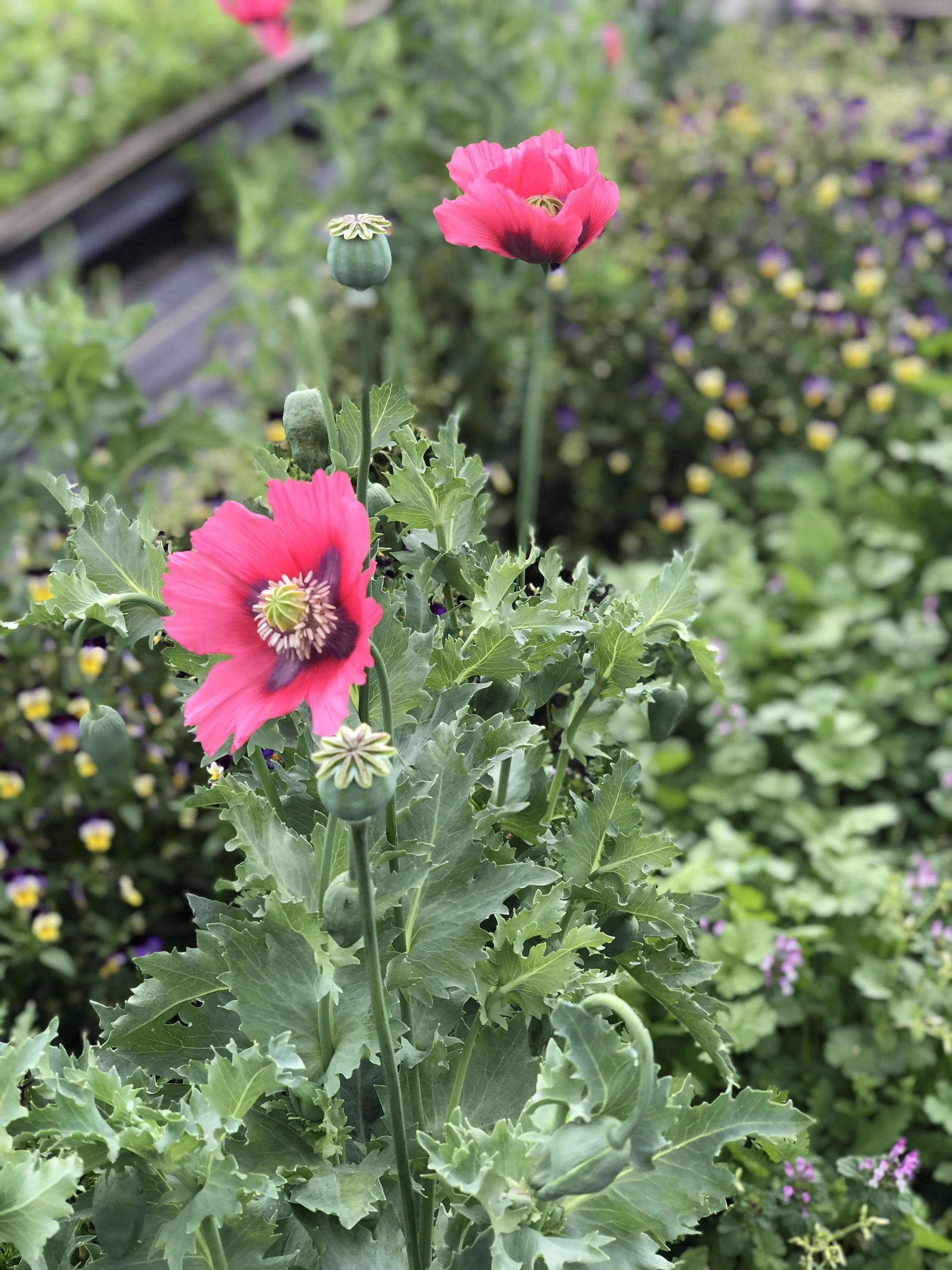 The urge to start over