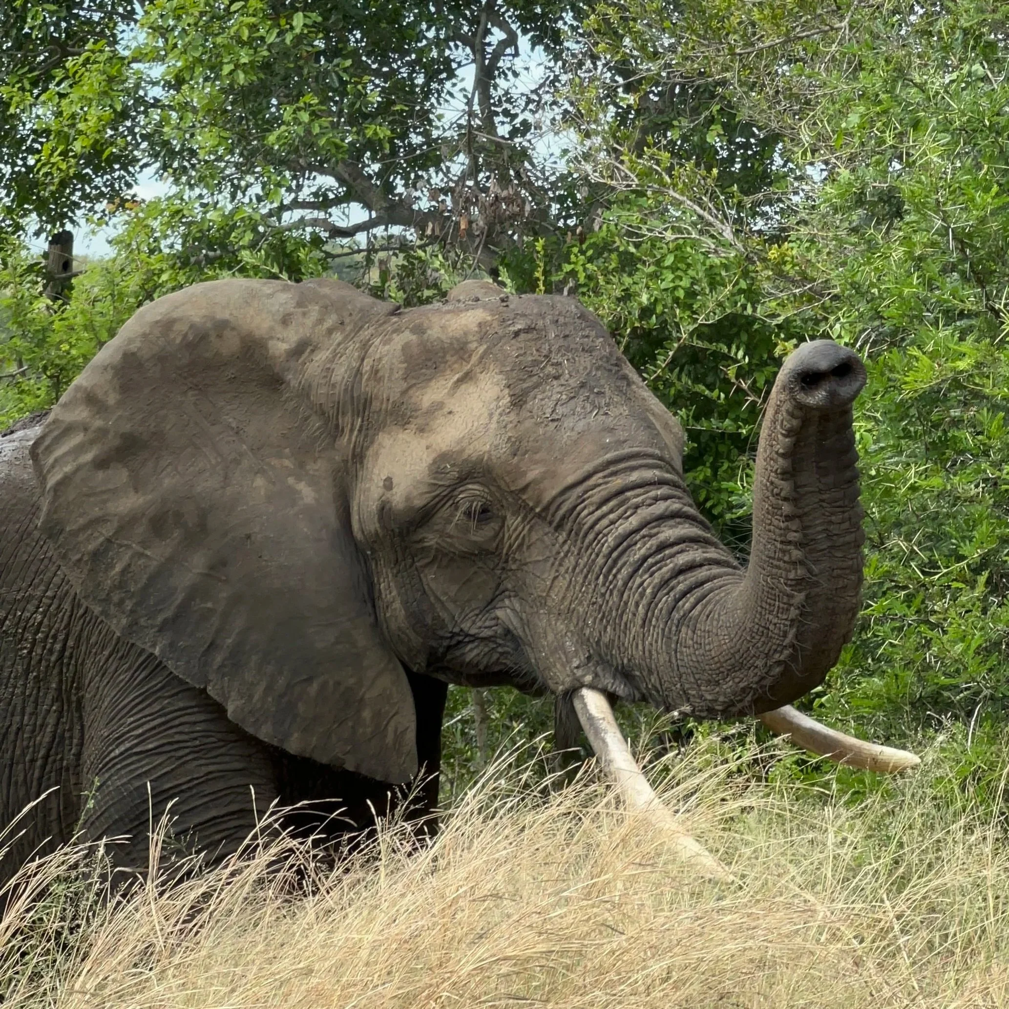 Belo rinoceronte na savana, com vegetação densa e árvores ao fundo, observando a câmera.