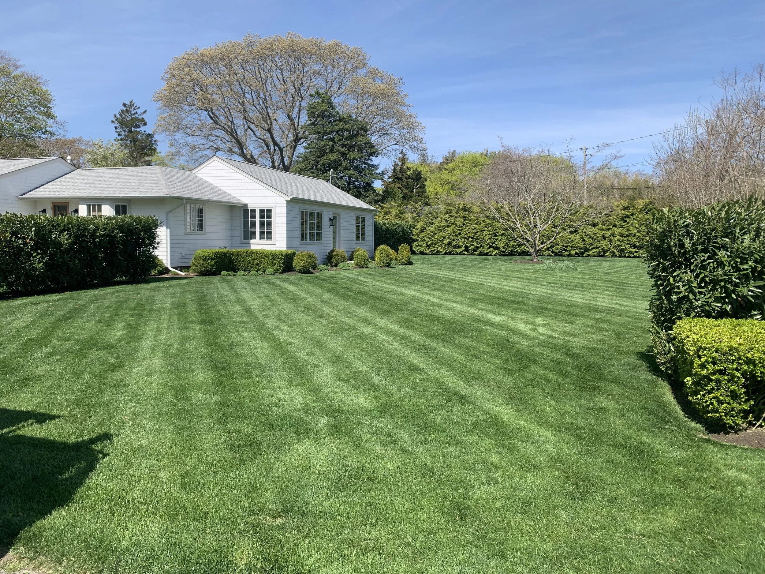 Well-maintained green lawn with stripes, white house with multiple windows, trees, and shrubs in the yard under a blue sky.