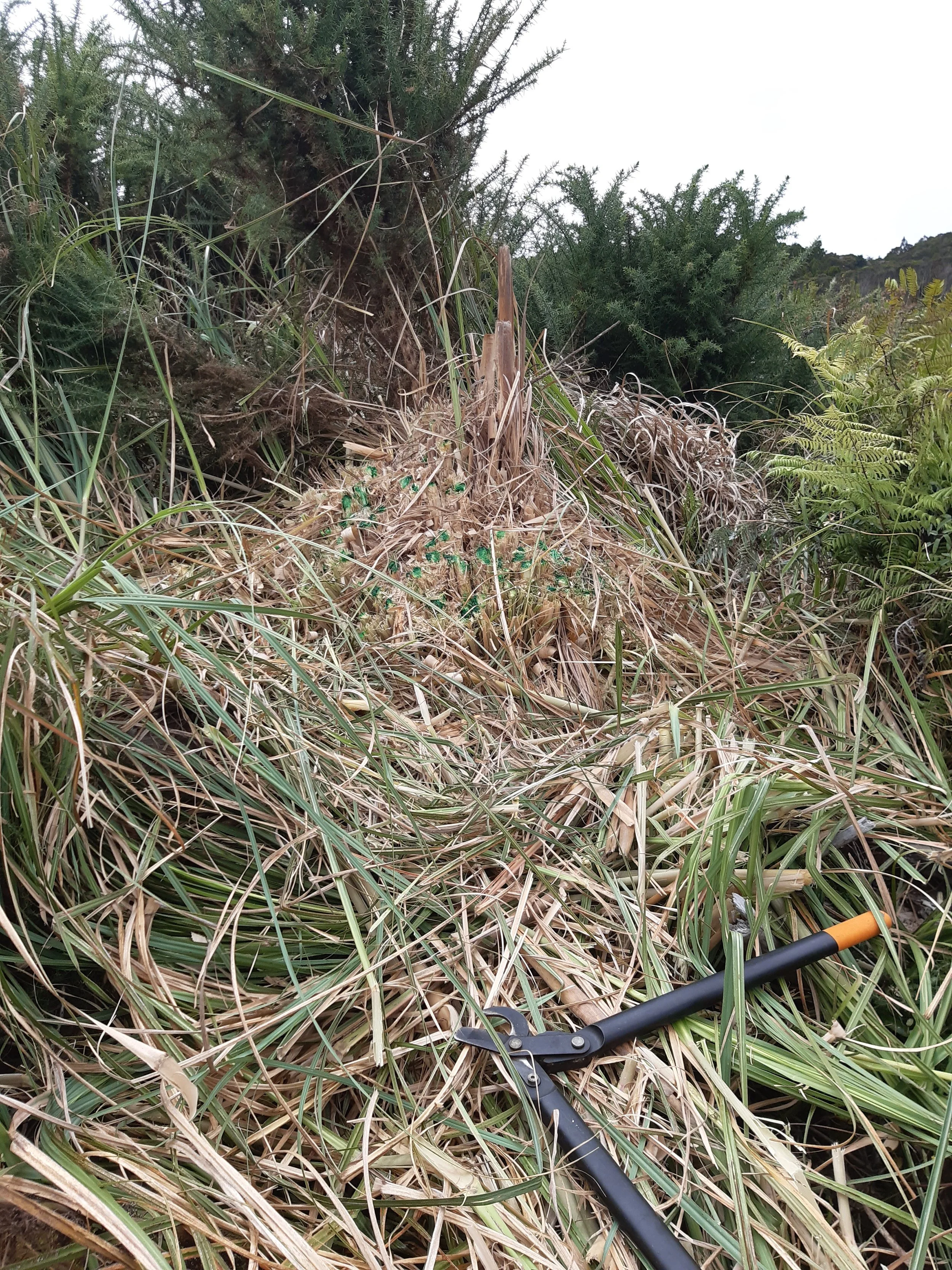PAMPAS GRASS.jpg