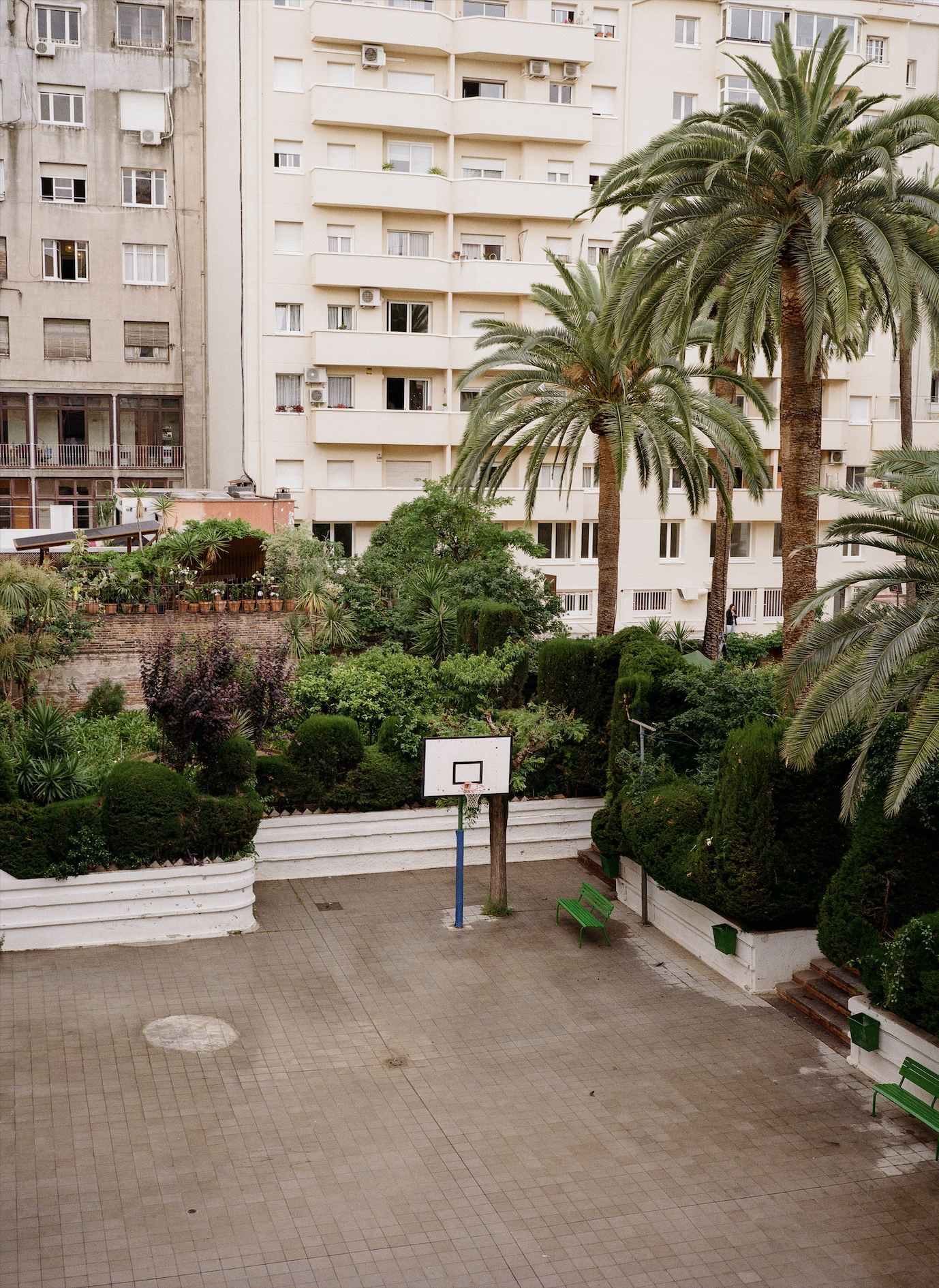An outdoor basketball court with a hoop, surrounded by lush green palm trees and bushes, with a tall residential building in the background.