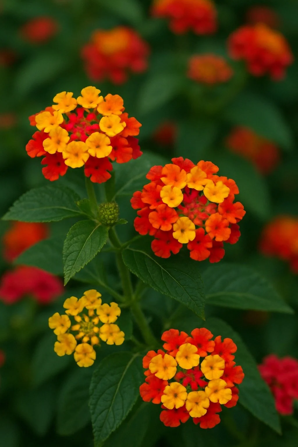 Lantana