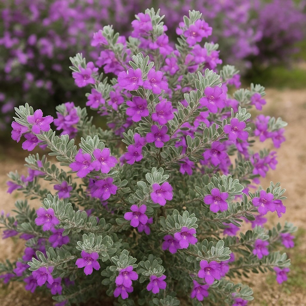 San Antonio Texas Sage