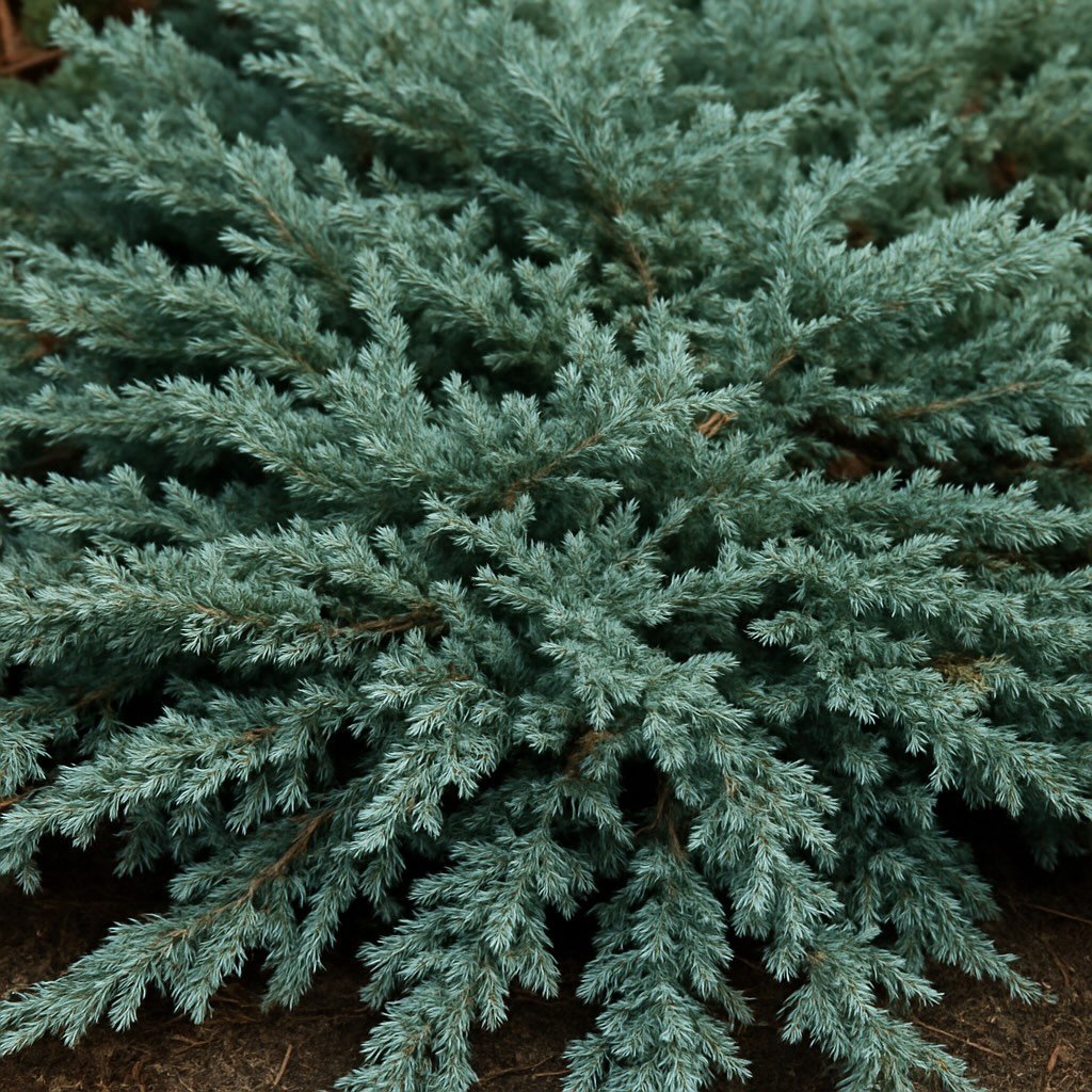 Blue Rug Juniper