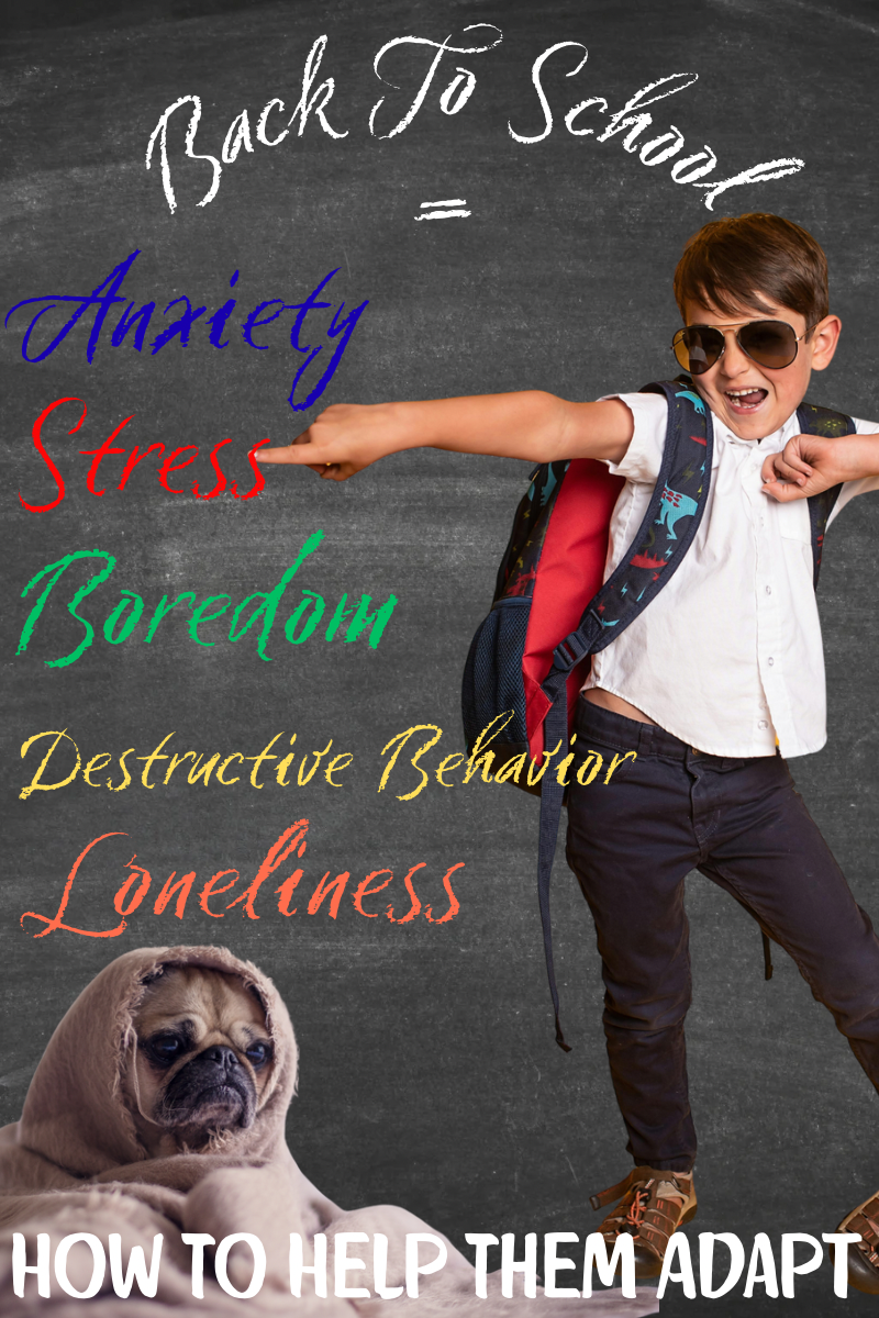 Schools Back In Session - Your Pet(s) Feel The Shift Too! Here’s How To Help Your Furry Family Members Adjust To New Routines ( + How Midday Walks Can Help)