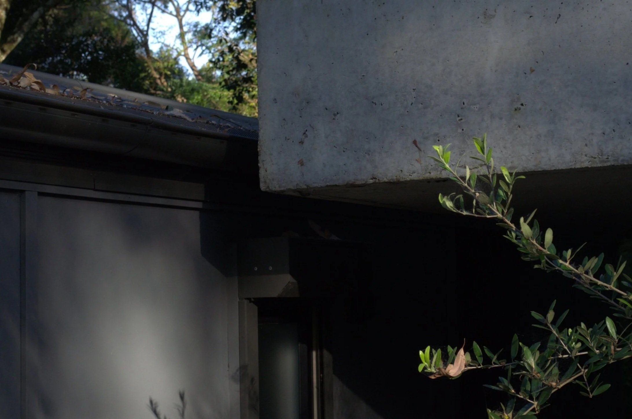 A small green plant with oval leaves growing at the edge of a concrete structure, with a background of trees and a partly cloudy sky.