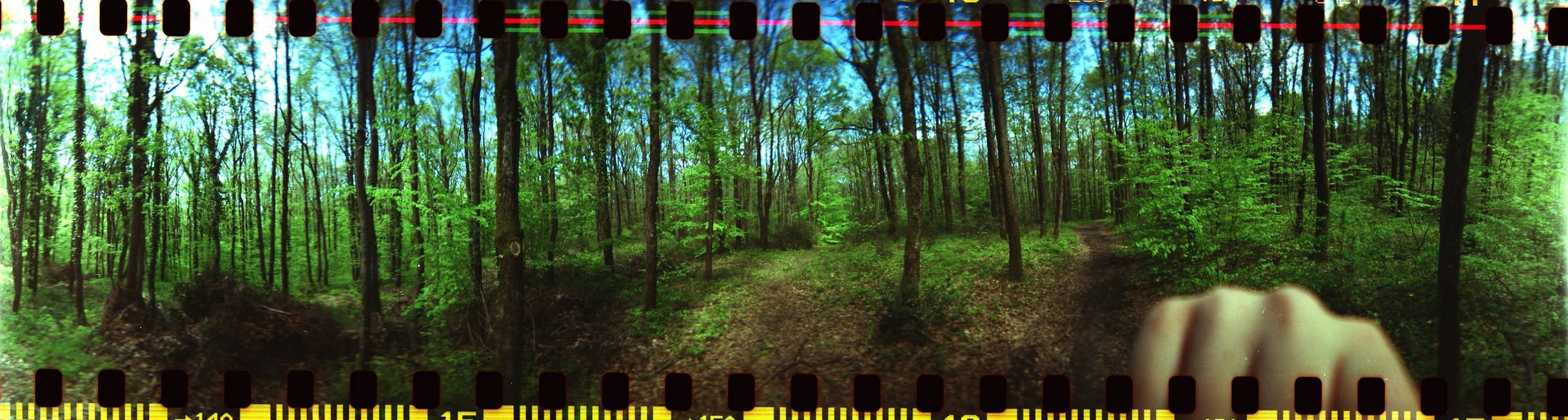 Panoramic view of a lush green forest with tall trees and a clear blue sky, overlaid with film strip edges and sprocket holes.