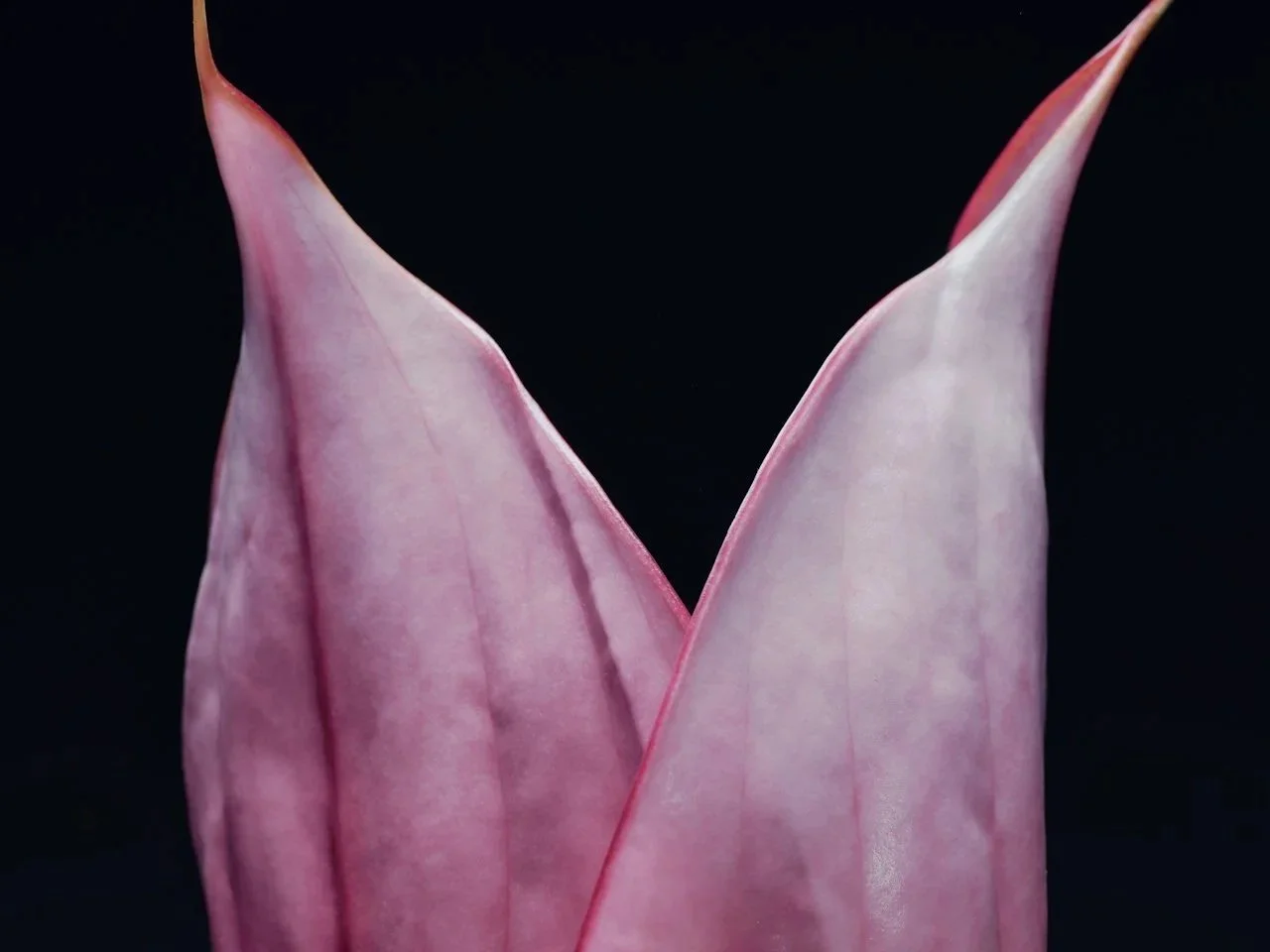 Discretion as a Design Principle in Luxury Wellness