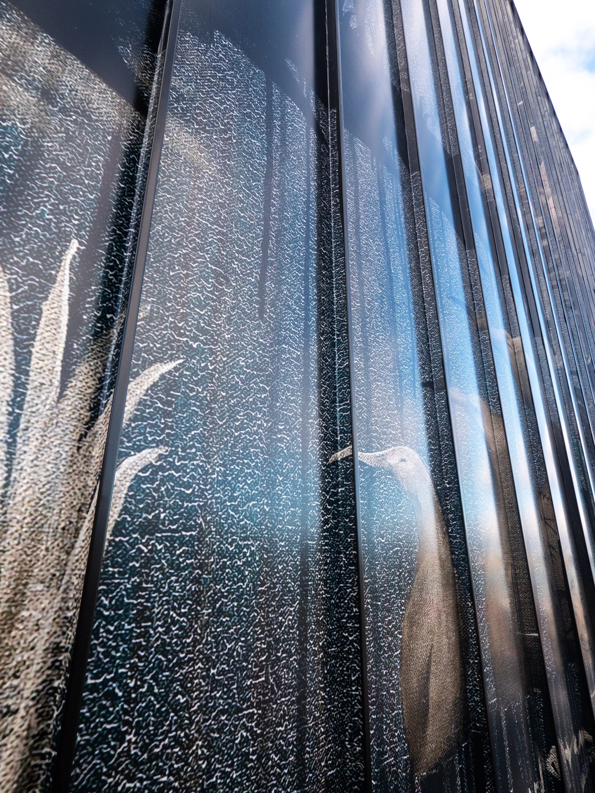 Reflection of a bird's head in a textured glass window.