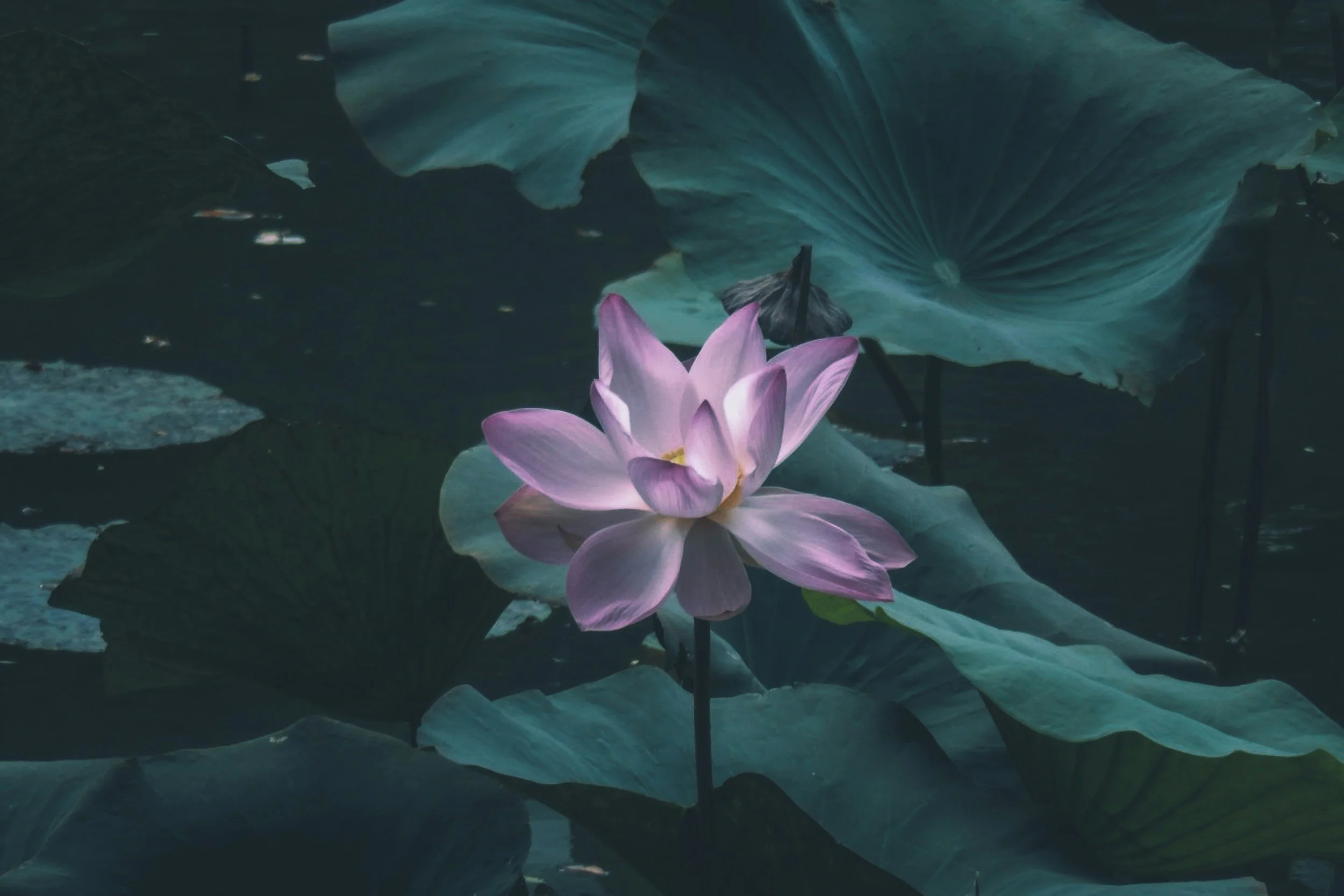 Retreat on the Five Wonderful Mindfulness Trainings