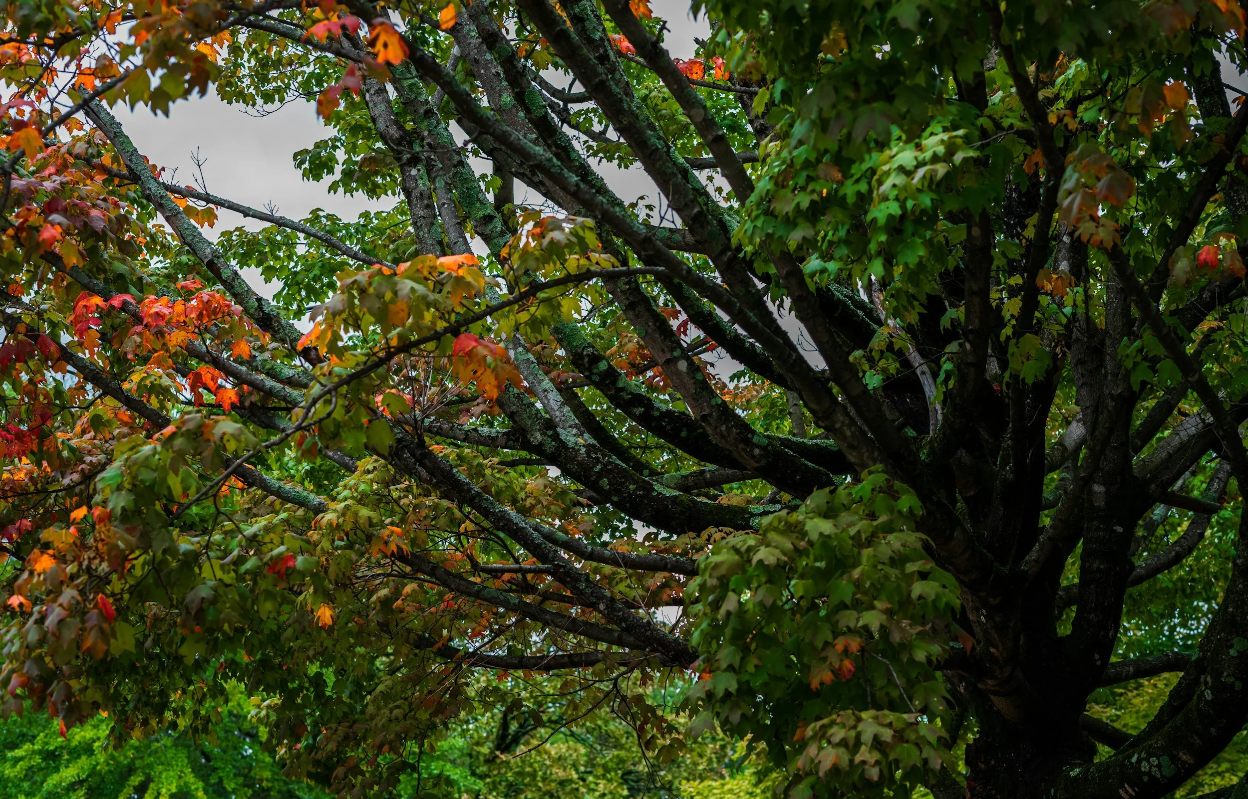 Grace Unfolding - Living The Authentic Life