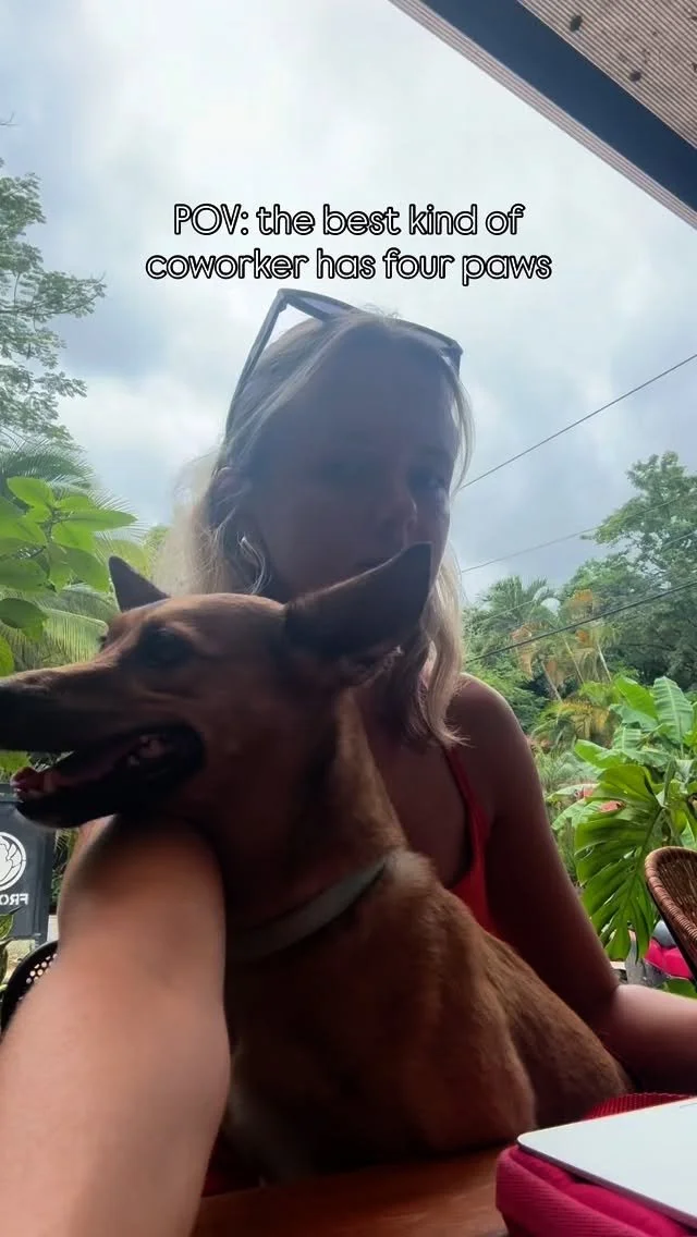 I’ve spent a large chunk of time dog sitting around the world while working remotely in public health 🌍
I still dog sit around the world even though I’m no longer a digital nomad. Right now I’m in Costa Rica watching Boo Boo, the