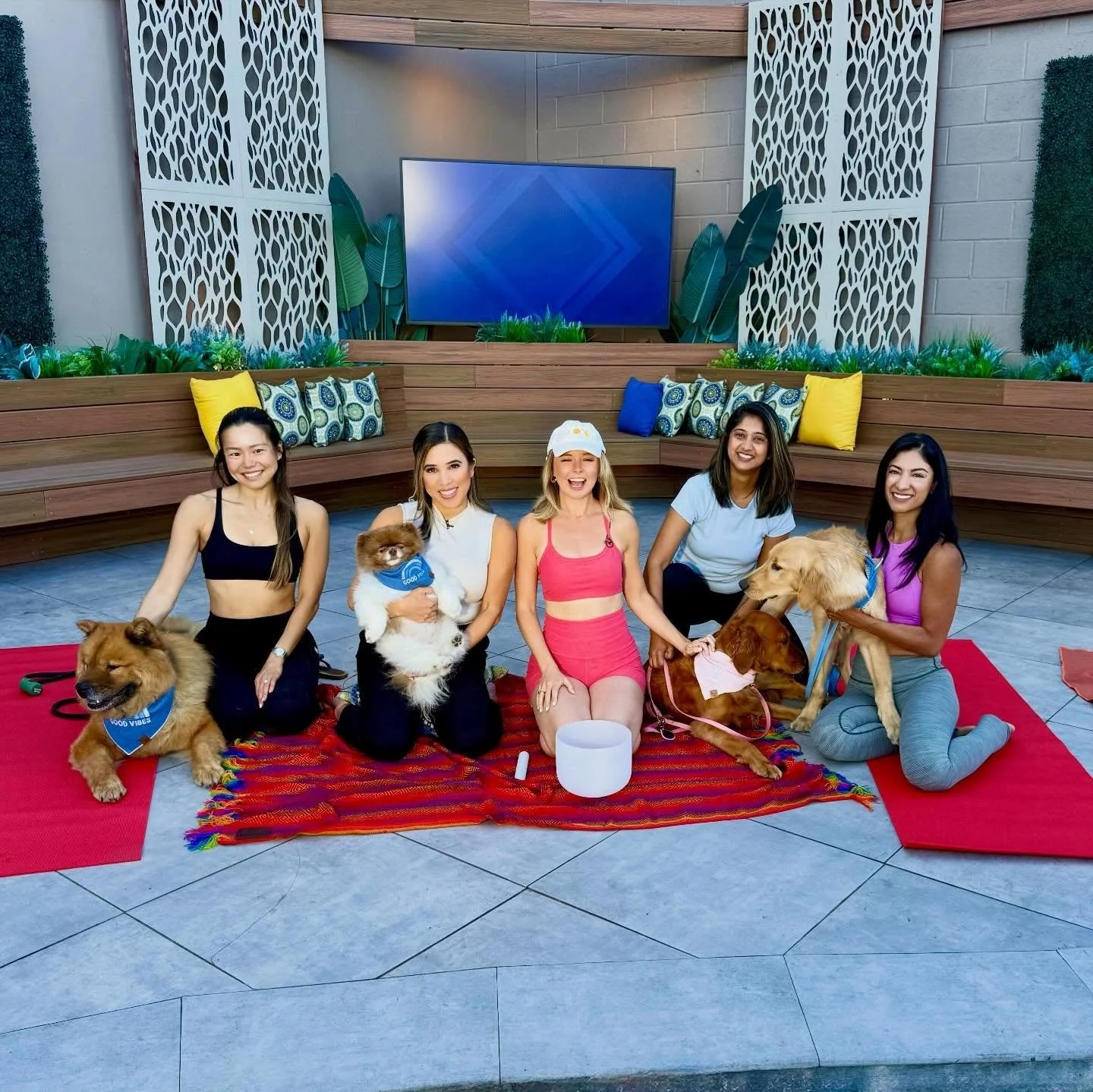 Too much fun on @cbs8 this morning w/ @zuzuandhouie @stormisfureverfriends @withwafflesplease @layla_the_goldengirl @vanessapaz 🥰🐶 #sandiego #dogs