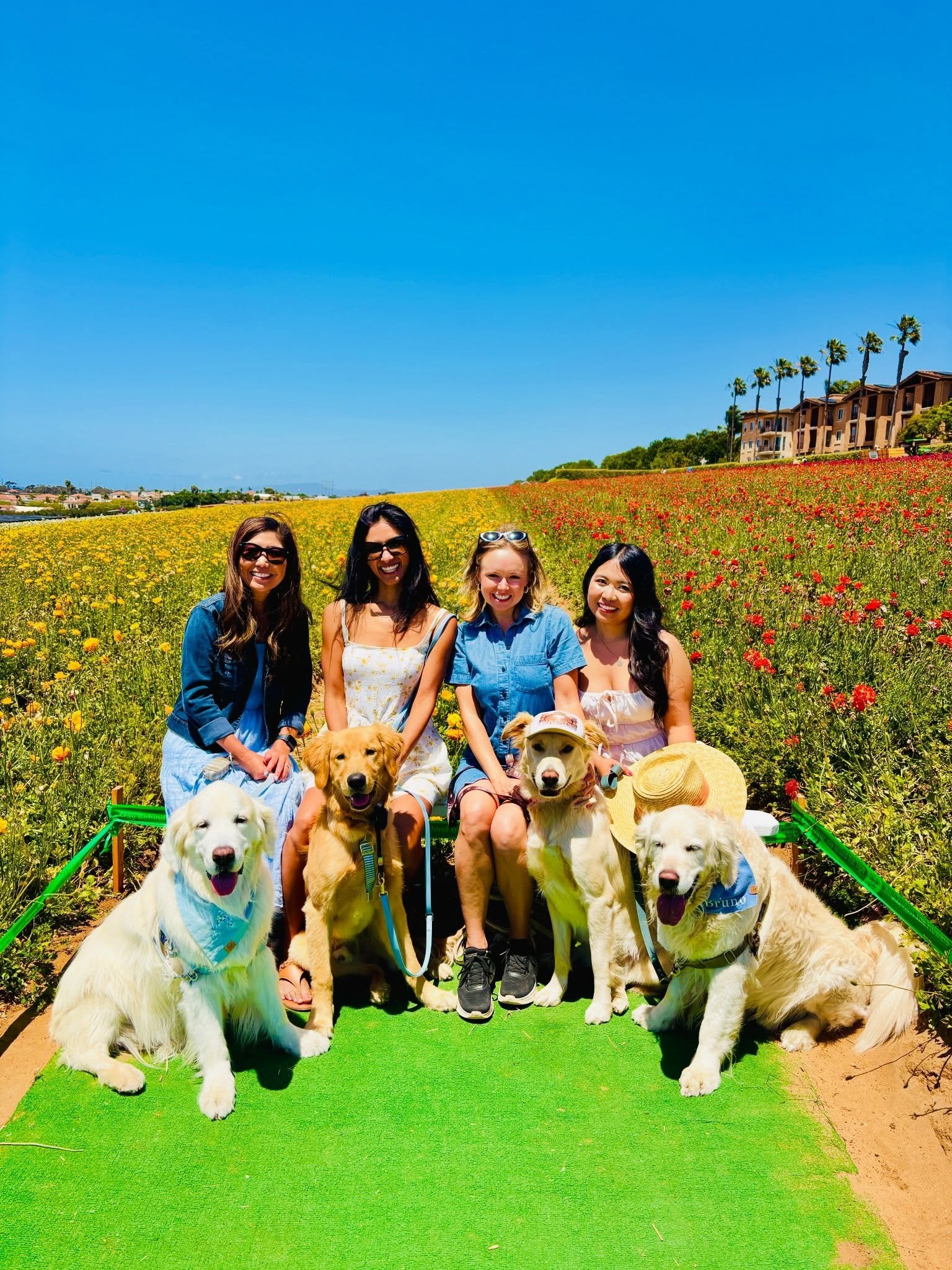 Dog Day at @the_flower_fields ! 🌺 Thank you for such a special experience - it was wonderful! 🐕 #sandiego #flowerfields #sandiegodogs