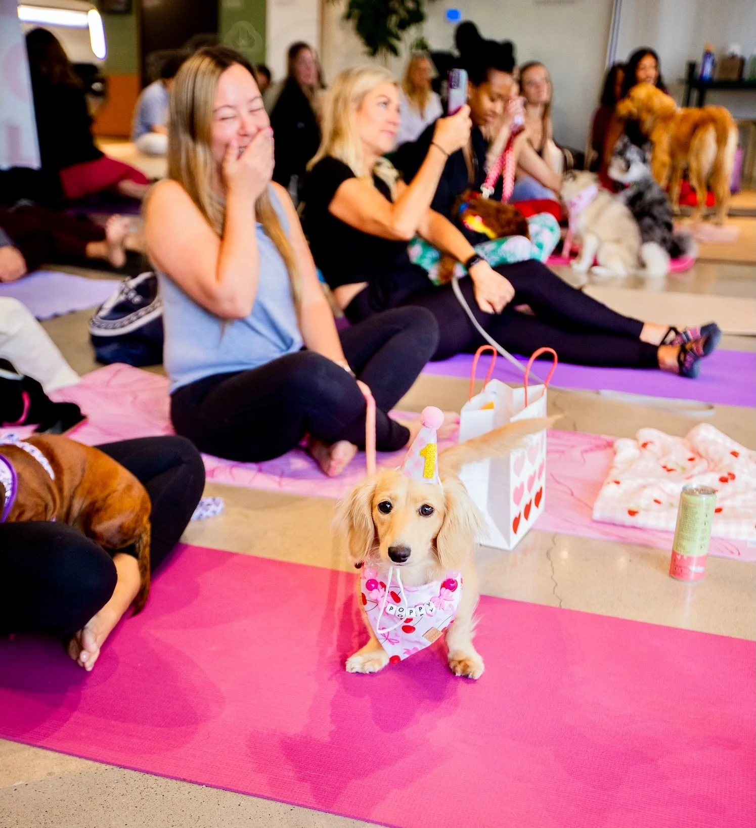 Our next Dog Yoga Event at Rivian San Diego is Sunday May 24! 💗

We will celebrate my birthday &amp; have sooo many goodies for you (as well as coffees &amp; sandwiches!) 🎂 and be fundraising for @rovers_retreat rescue 🐕

@lil.miss.poppy.doxie lov
