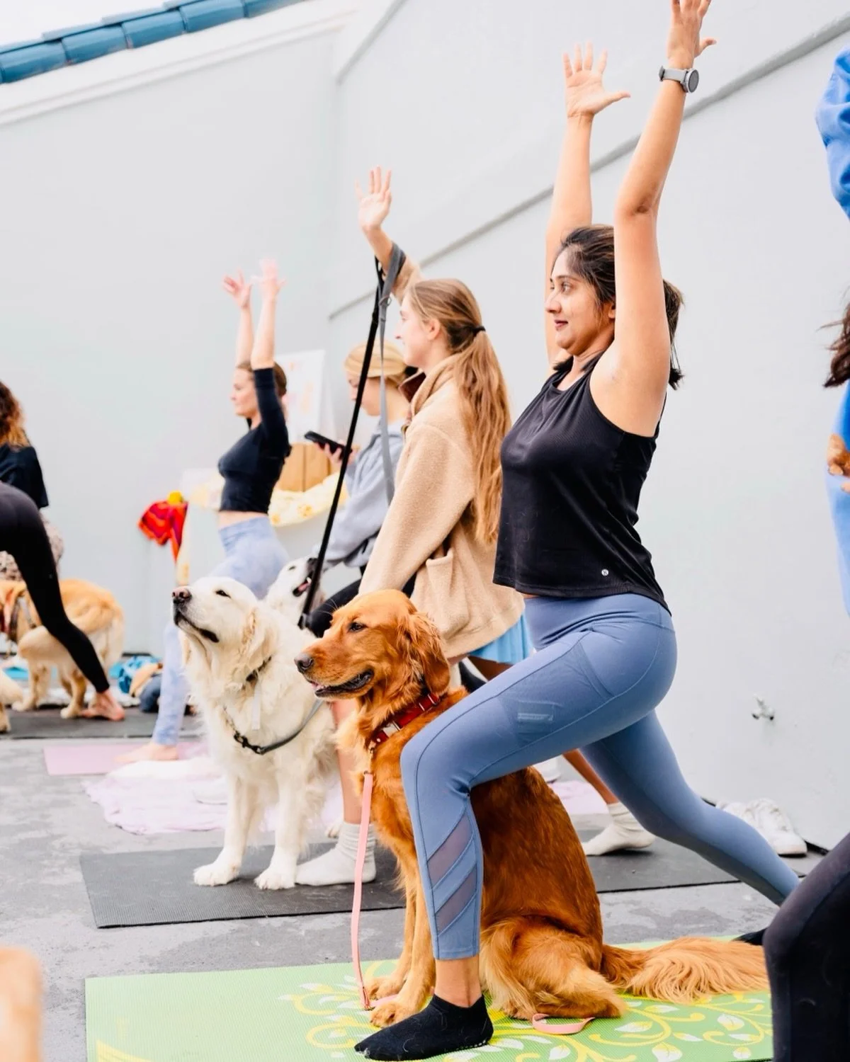 Golden Yoga is returning to Encinitas June 13! 🥳 

Join us for a fun 70s themed golden retriever yoga &amp; meetup event at @petpowerstudio ! 🐕

We welcome ALL dogs not just Goldens ☀️

We will enjoy yoga, @bestpizzaandbrew, @sipnseacoffee, live mu