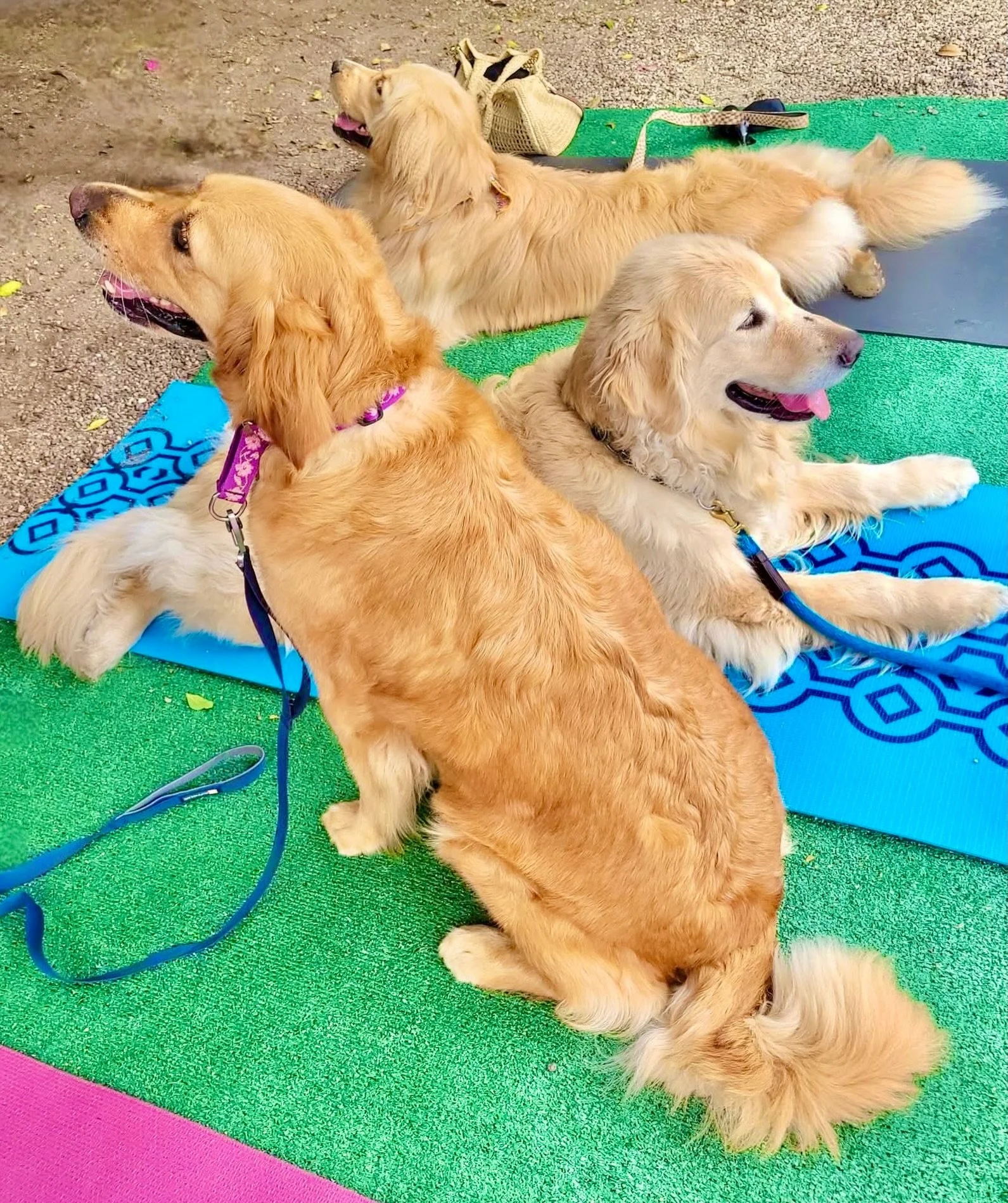 POV: Your plans for 6/13 🧡 

See you at GOLDEN YOGA at @petpowerstudio - all doggies &amp; their humans are invited to our special day of yoga, music, pizza, coffee, and TREATS! 🙏🏼 

Limited spaces - sign up in bio ☀️

#Goldenretrievers #sandiego 