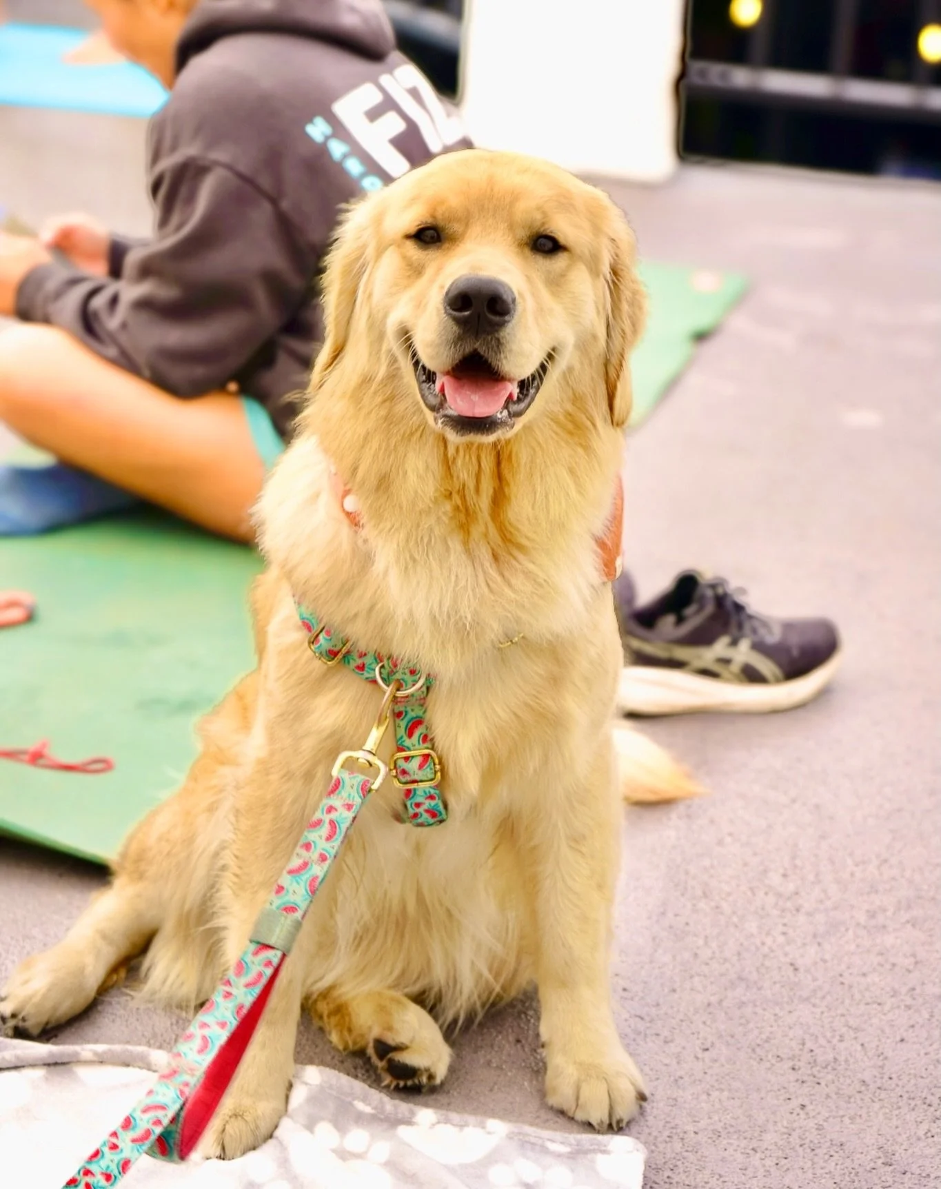 Happy smiles at our last golden yoga 🧡 

Can&rsquo;t wait for Saturday 6/13 in Encinitas for round two at @petpowerstudio - all doggies are invited to 70s Themed Golden Yoga 🪩 🐶
 
Model @little_miss_mellie - I just luv ya 🥰 Photo @saltysocialagen