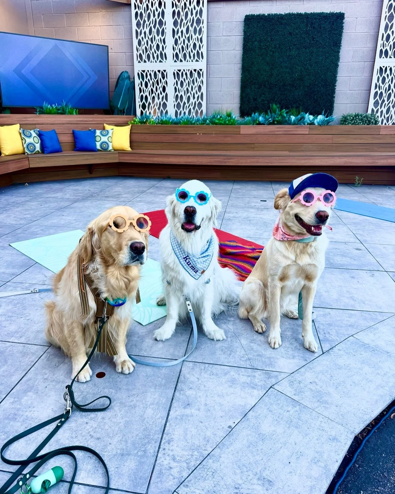 Groovy doggies 🪩 behind the scenes interview w/ @cbs8 @nedanews about 70s themed Golden Yoga 🐶😂

Happening this Sat with @amandajoycoleman @petpowerstudio @rovers_retreat in Encinitas ☀️

#goldenretrievers #sandiego_ca #encinitas