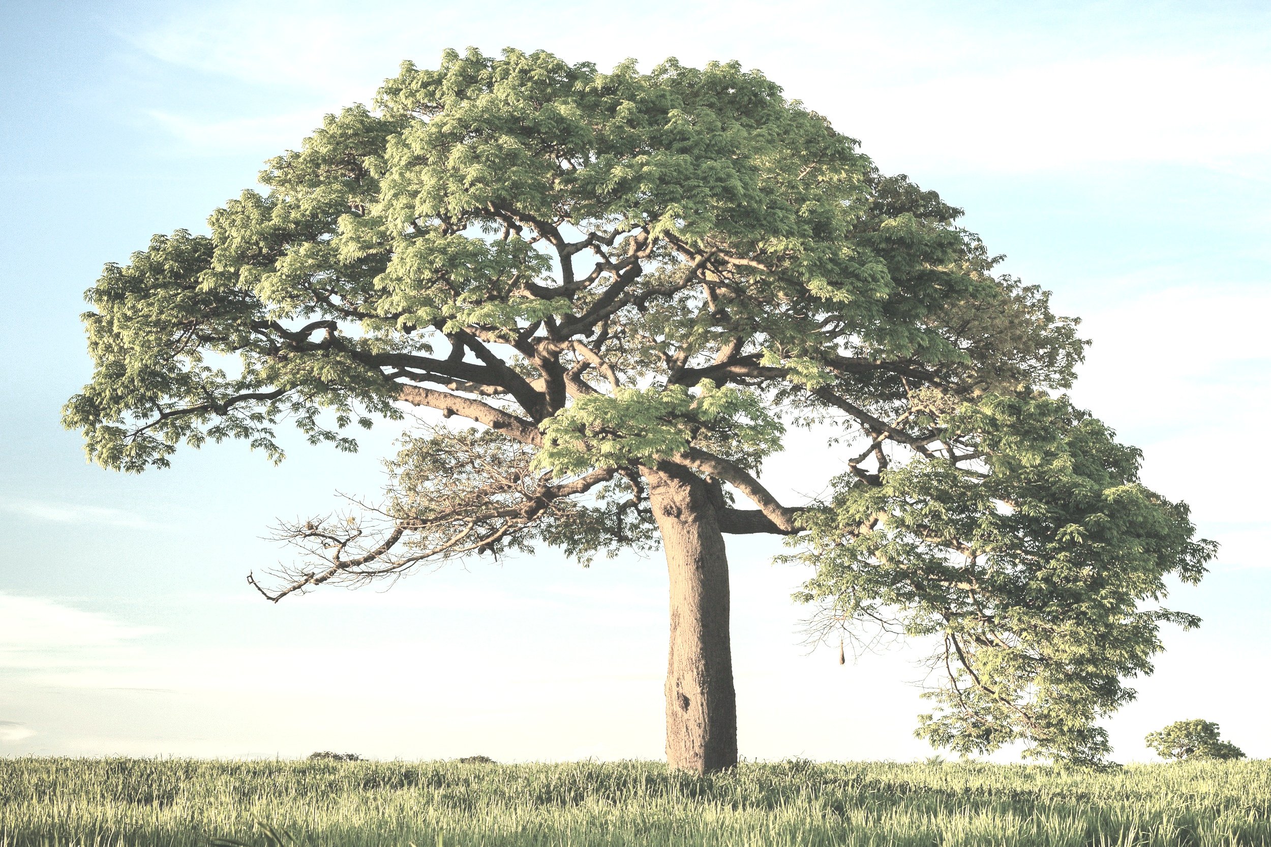 From Acorn to Oak Tree; Accessing Your Inner Self.