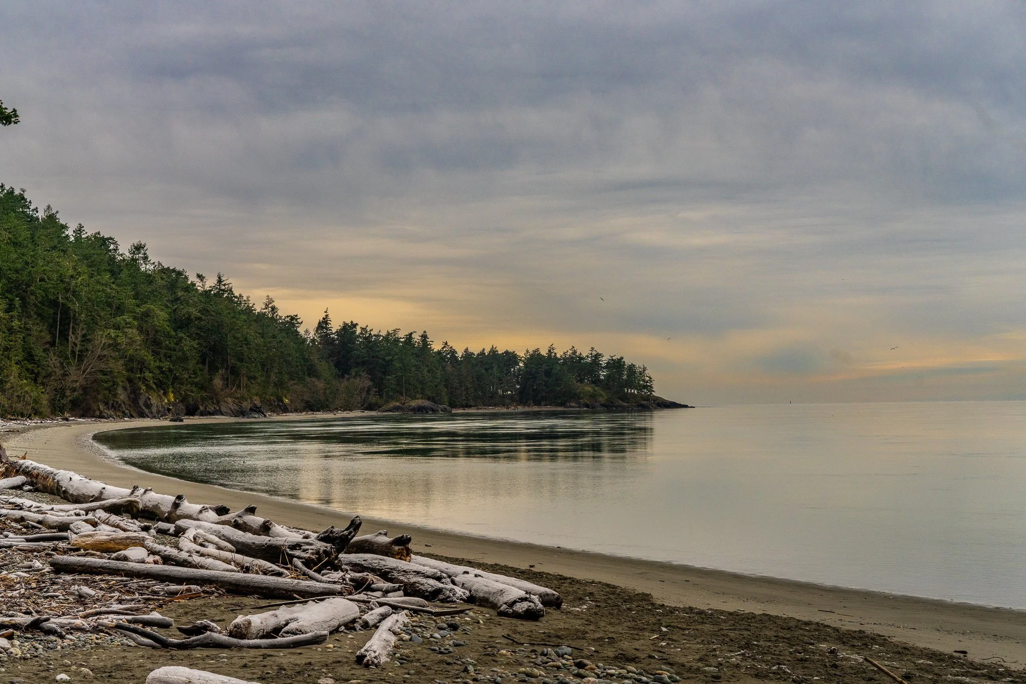 A peaceful beach with driftwood on the sand, calm water, a tree-covered shoreline, and a cloudy sky at sunset.