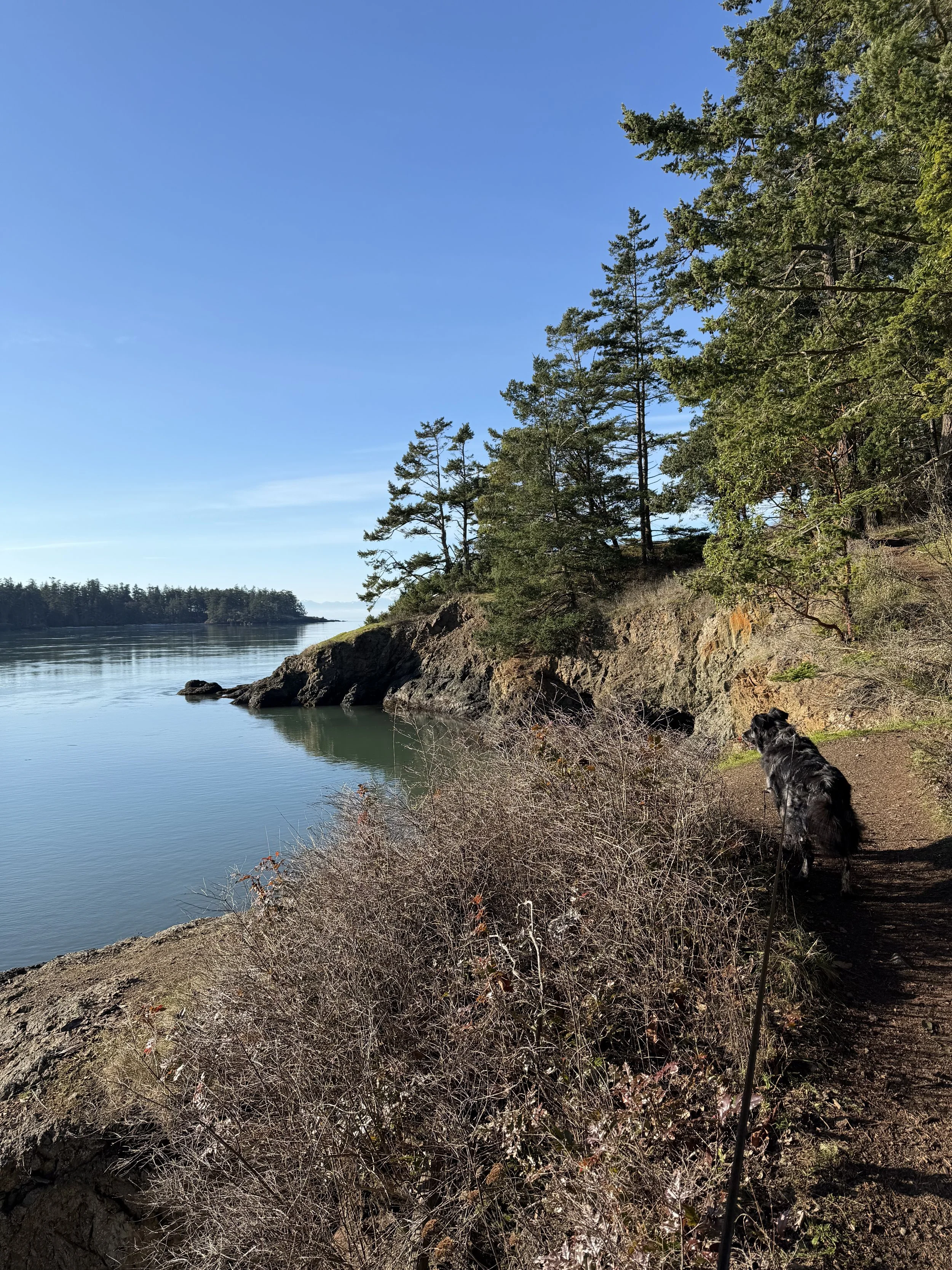 A trail along a rocky lakeshore with trees, bushes, and a dog looking towards the water on a sunny day.