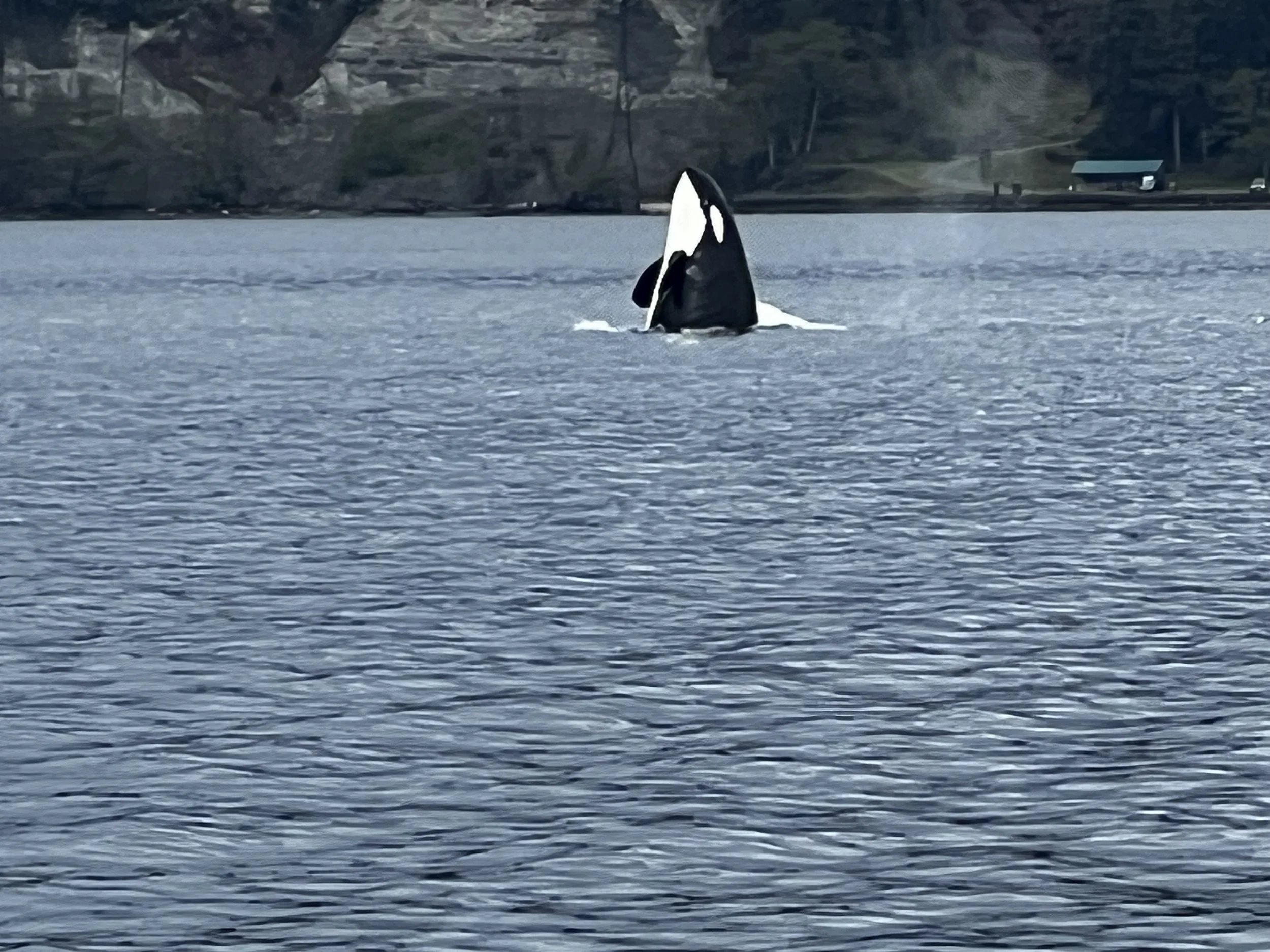 A killer whale breaching the surface of the ocean with an island in the background.