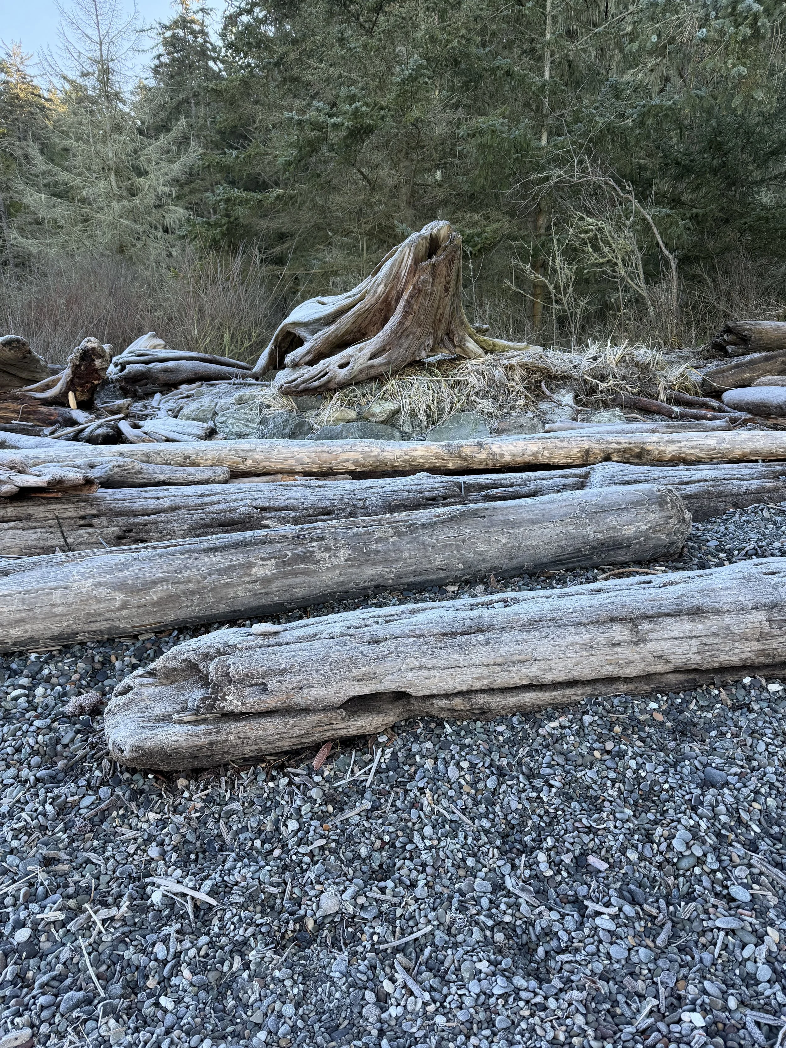 A natural scene of a rocky shoreline with several large weathered driftwood logs and a weathered tree stump, with a backdrop of green forest.