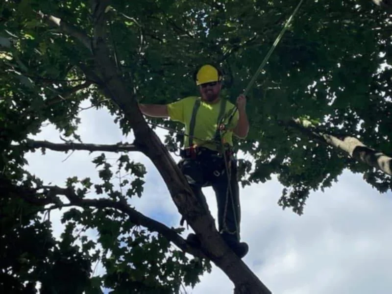 Tree climber wearing a yellow helmet, safety harness, and bright yellow shirt, sitting on a large tree branch and holding onto a rope, surrounded by green leaves and blue sky.