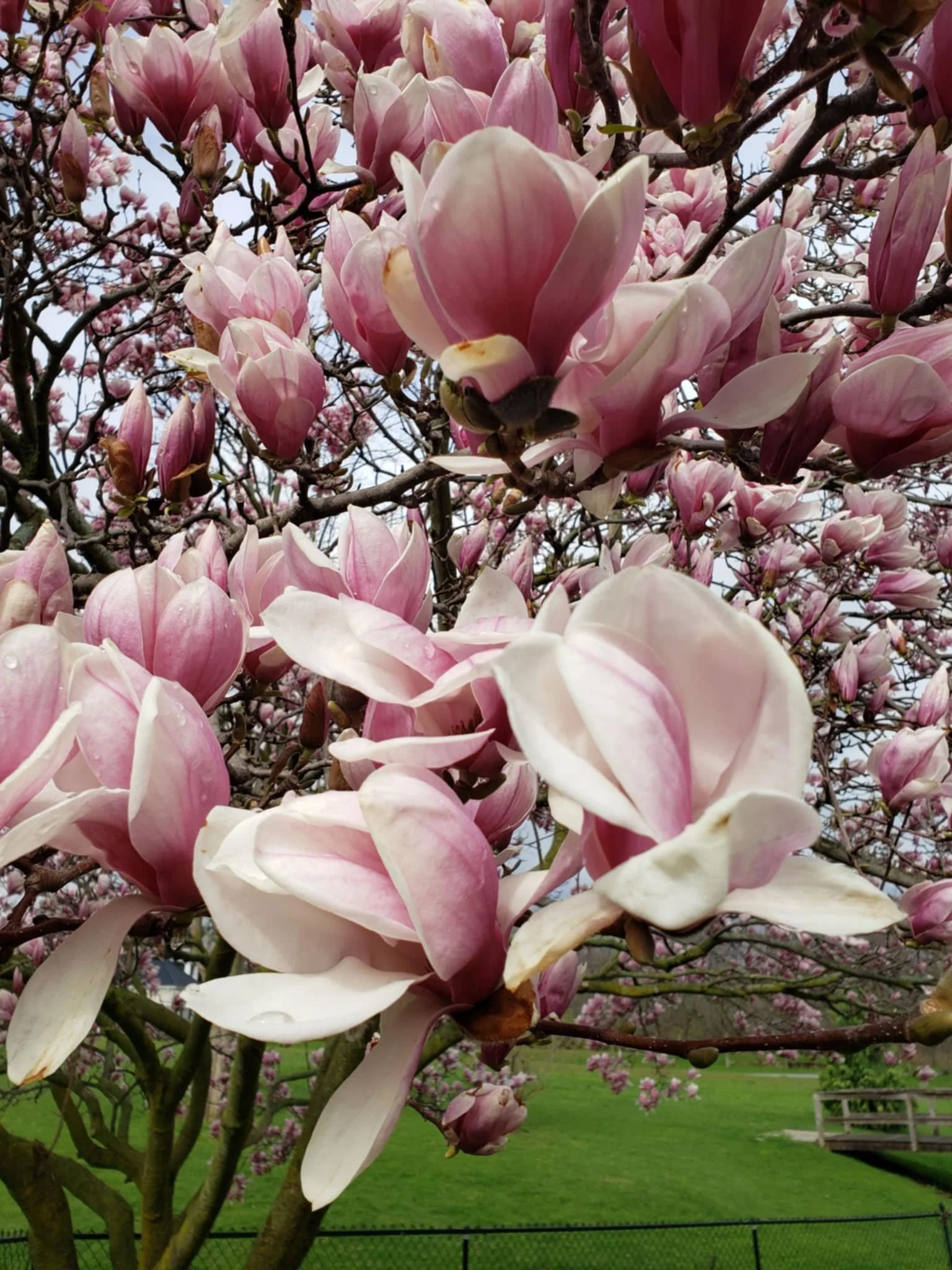 Close-up of pink and white magnolia flowers blooming on a tree. There is a grassy area and a fence in the background.