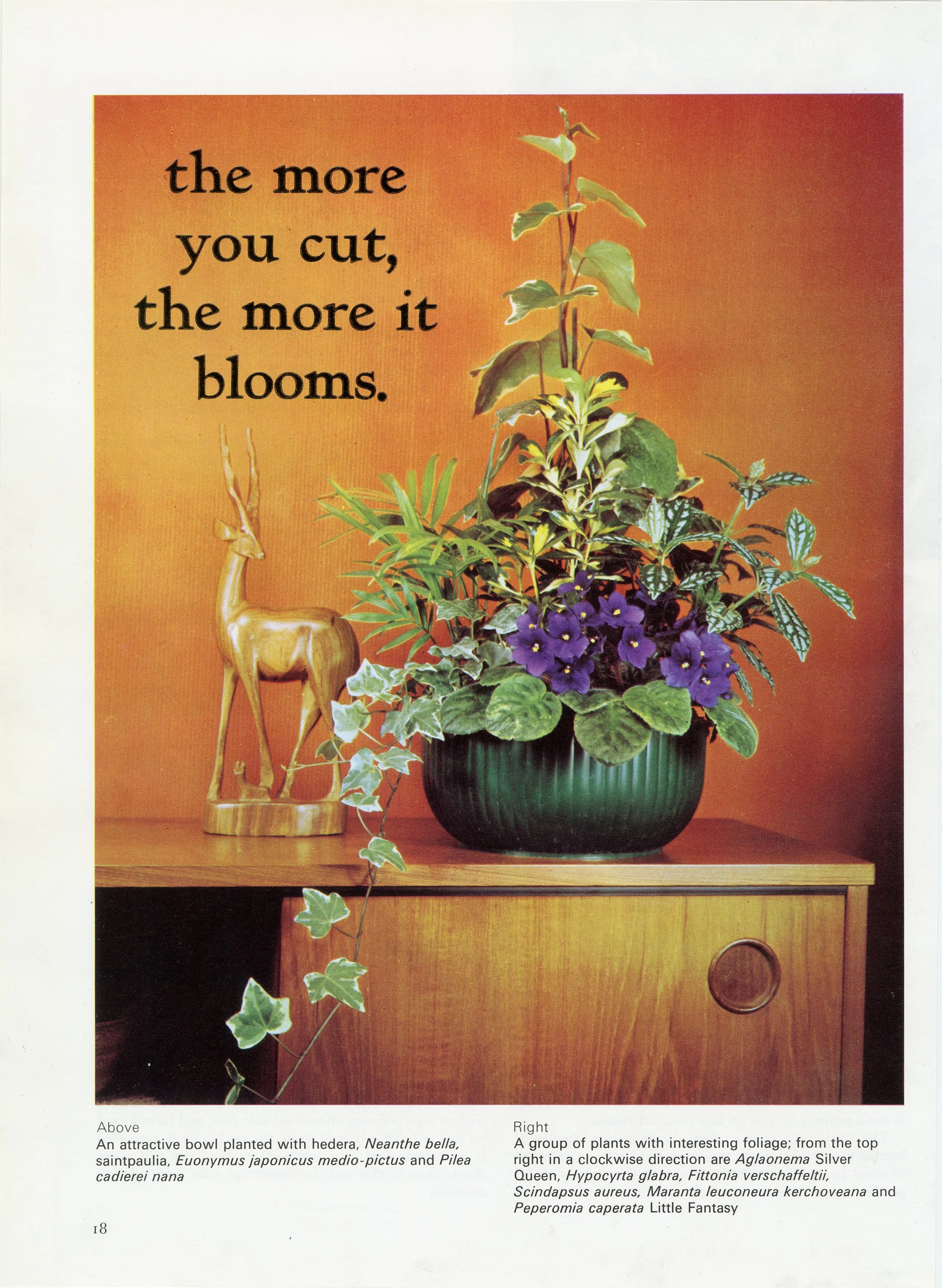 bloom.jpg