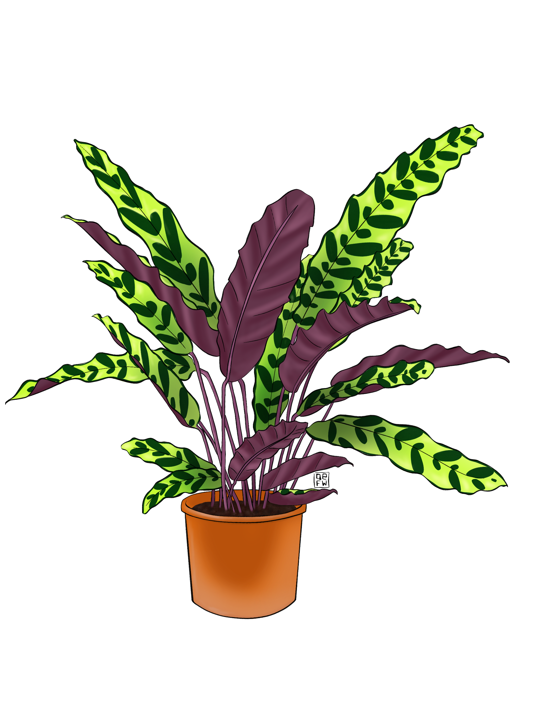 Rattlesnake_CalatheaCrowley.png