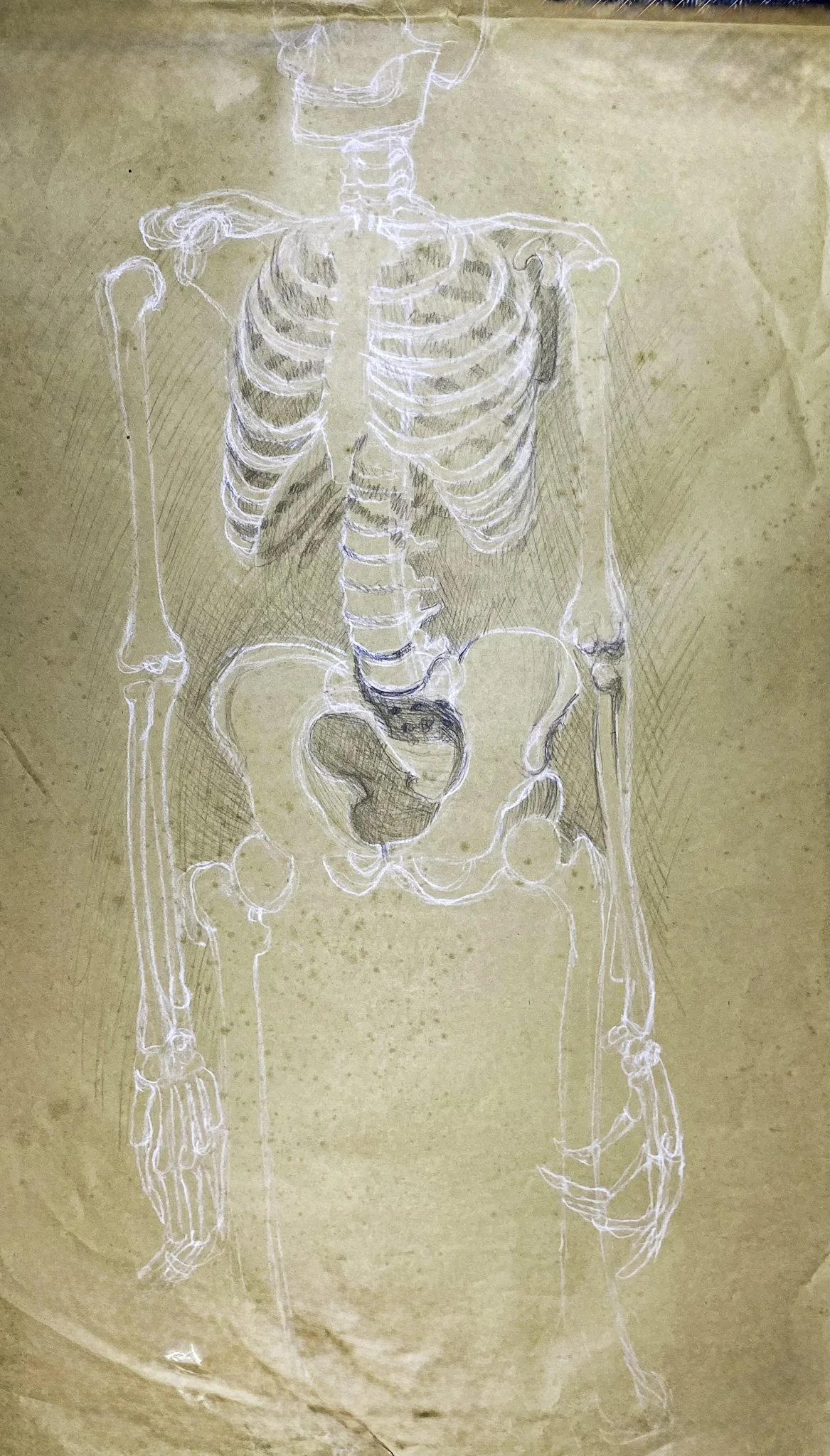 Skeleton Study UniSA, Chalk on Paper, 500 x 850 mm 1990s