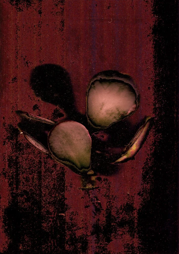 ‘Untitled (Pod)’, Scanogram, 2017