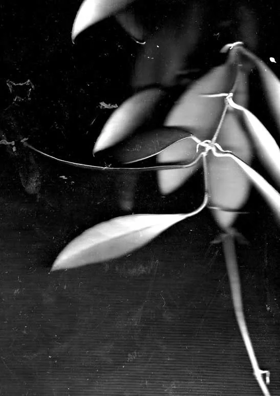 ‘Untitled (Leaves)’, Scanogram, 2017