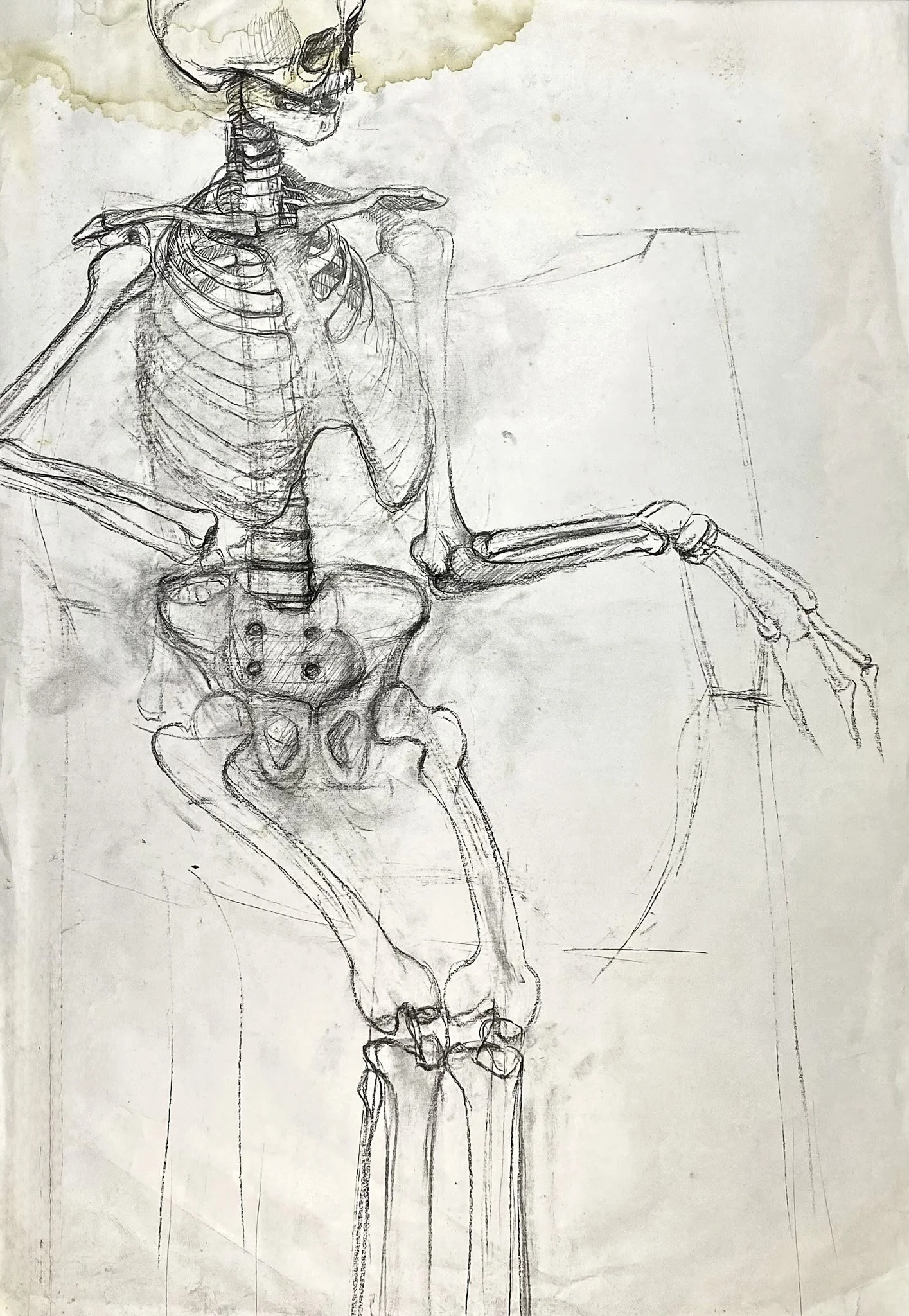 Skeleton Study UniSA, Charcoal on Paper, 580 x 820 mm 1990s