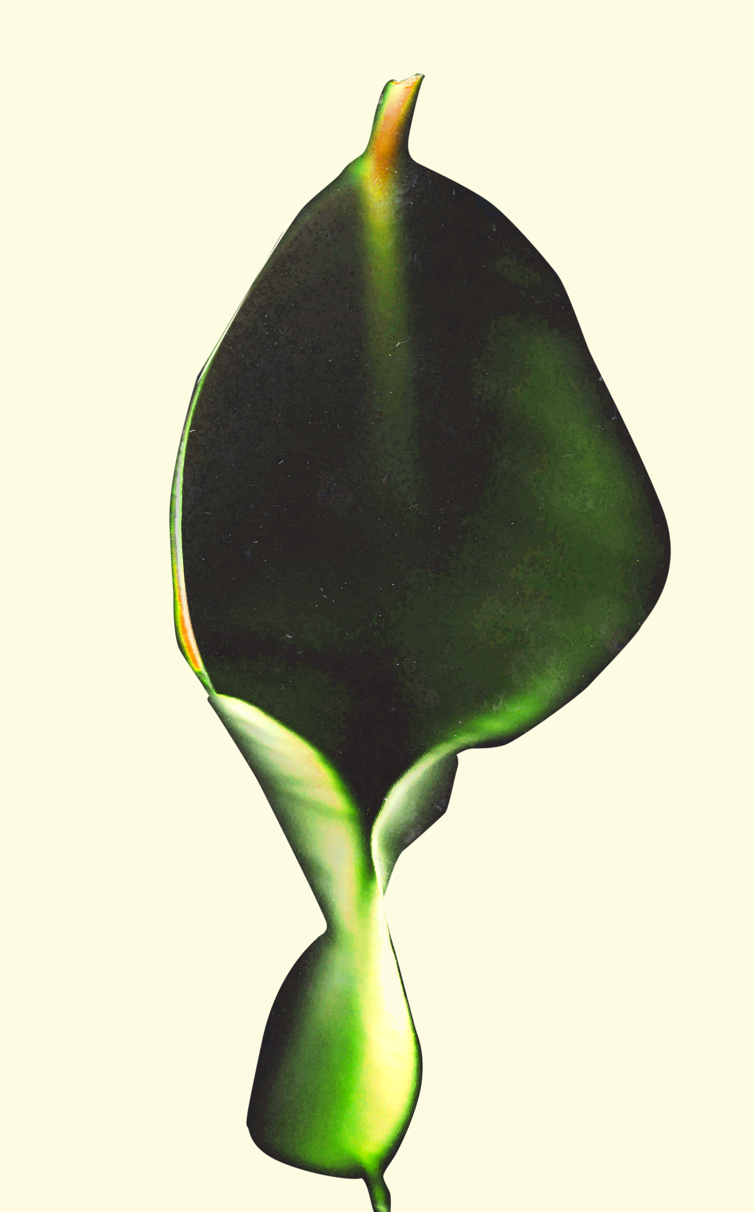 ‘Untitled (Leaf)’, Scanogram, 2017