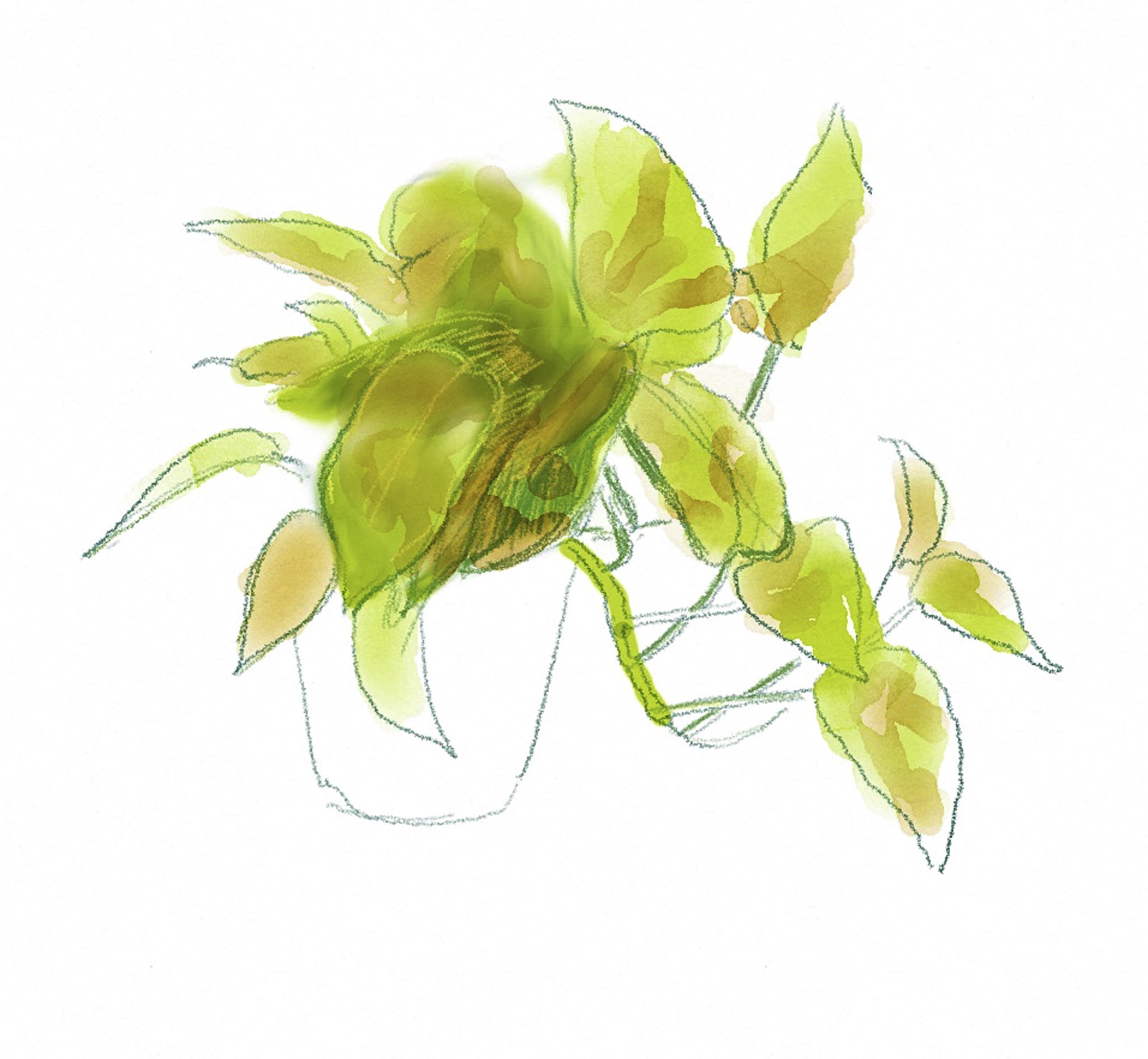 ‘Untitled (Pot plant), iPad drawing, 2010s