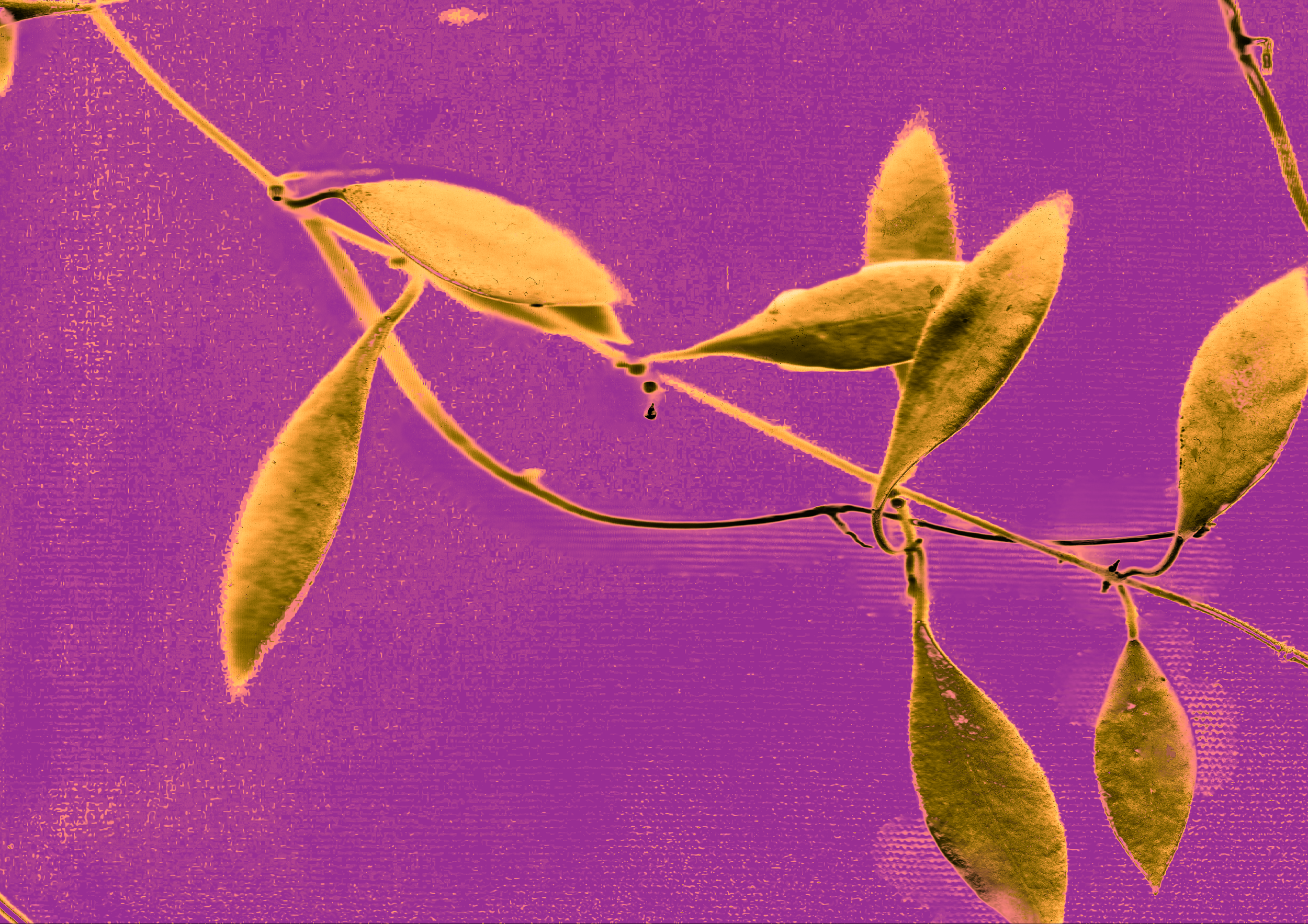 leaf horizontal scan 2.png