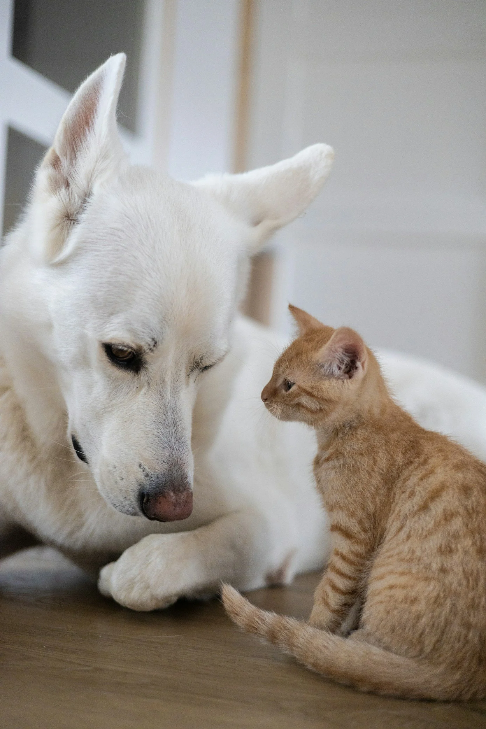 A white dog and an orange tabby cat are sitting close to each other on a wooden floor, looking into each other's eyes.