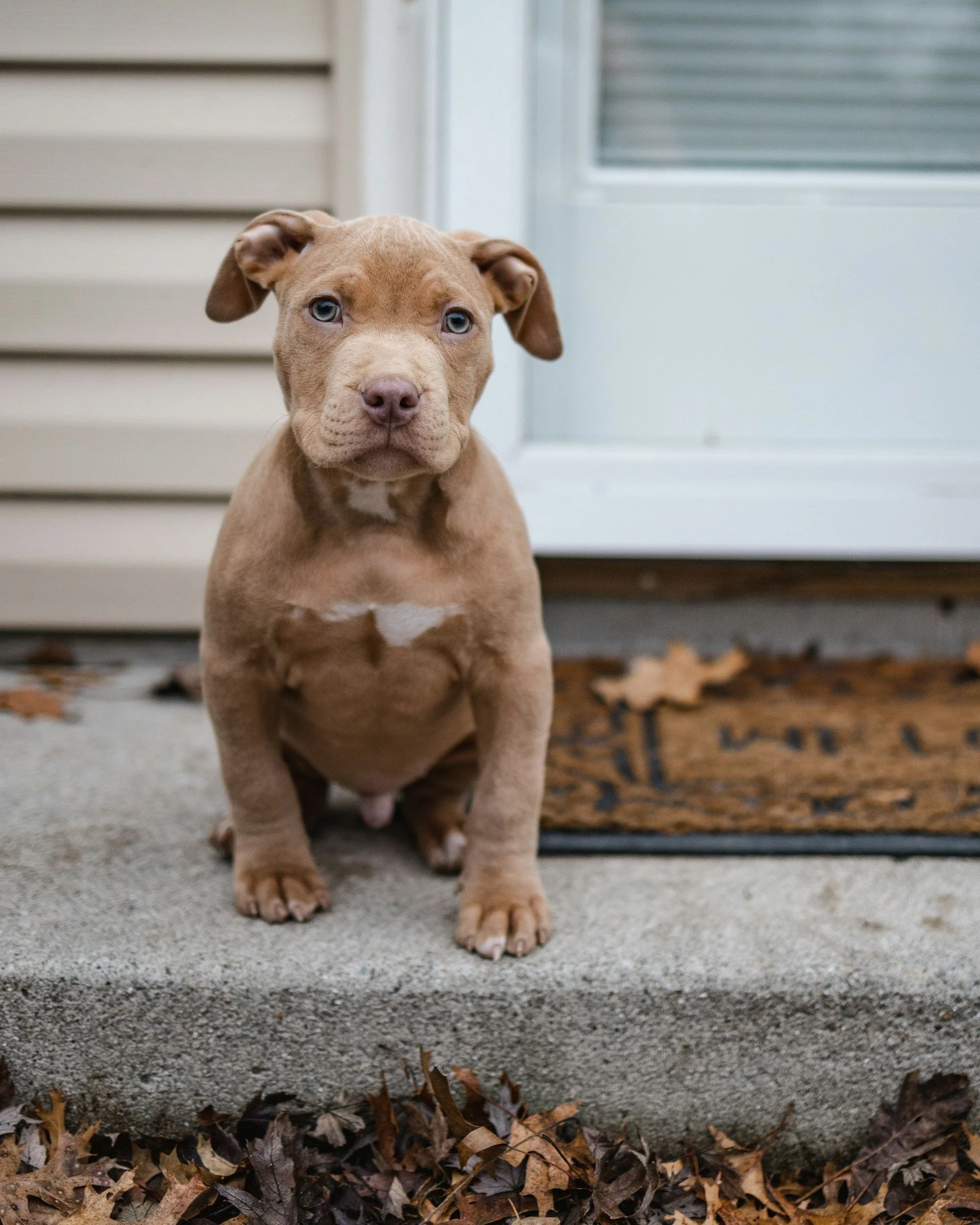 A brown puppy with blue eyes sitting on a concrete porch in front of a door with a white frame, surrounded by scattered autumn leaves.