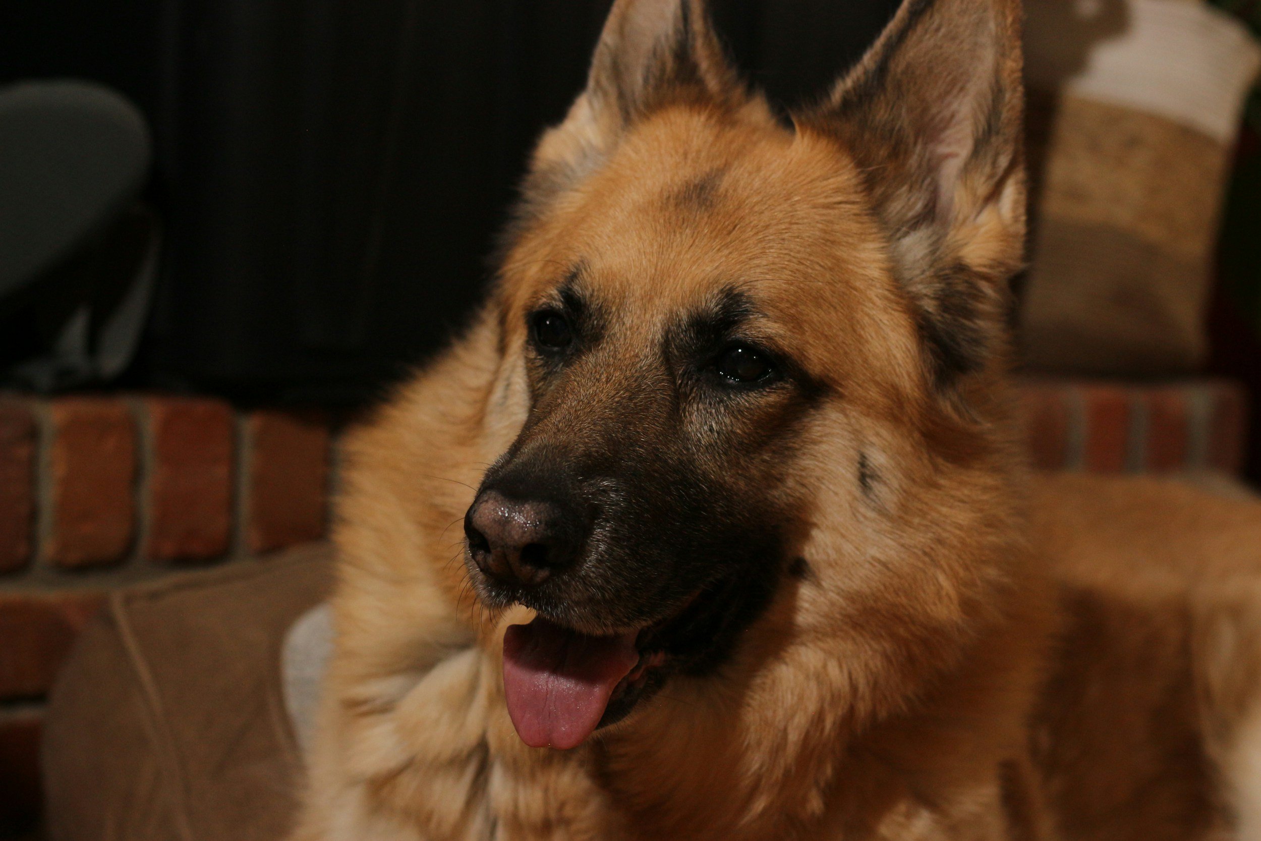 A German Shepherd dog with a tan and black coat, sitting indoors near a brick fireplace, with its tongue hanging out.